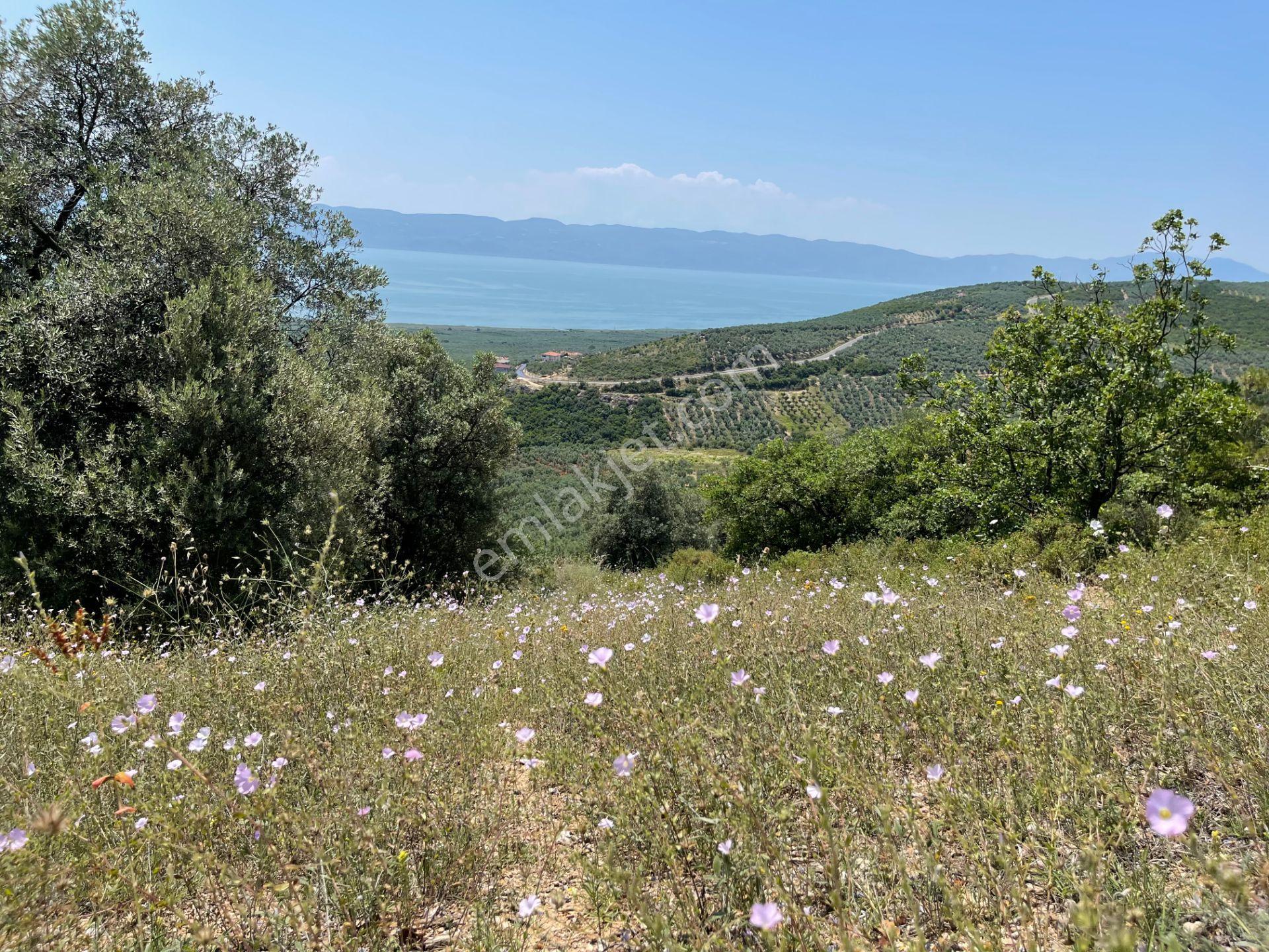 İznik Yürükler'de Panoramik Göl Manzaralı Satılık Zeytinlik — fotoğraf 10