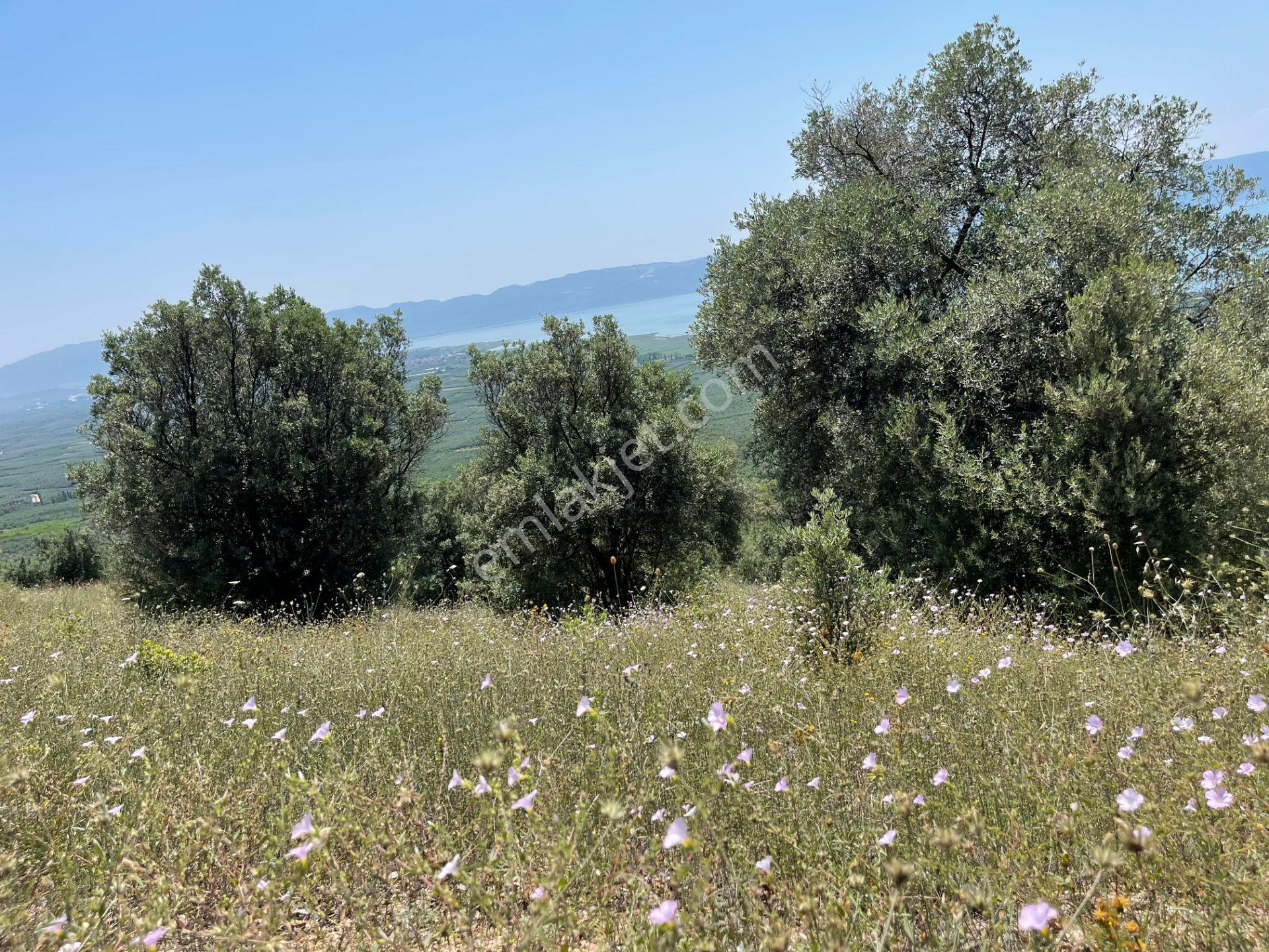 İznik Yürükler'de Panoramik Göl Manzaralı Satılık Zeytinlik — fotoğraf 11