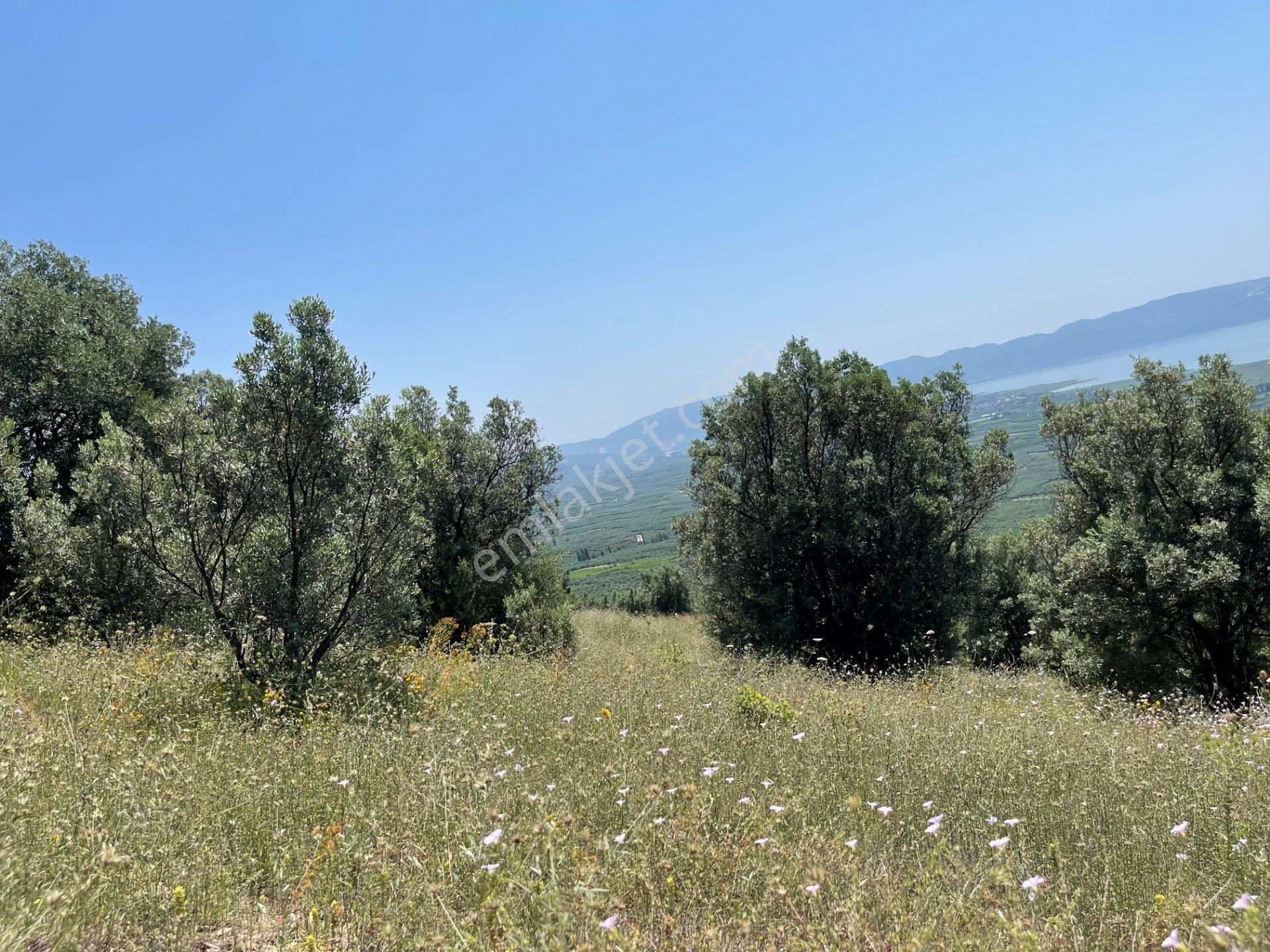 İznik Yürükler'de Panoramik Göl Manzaralı Satılık Zeytinlik — fotoğraf 12