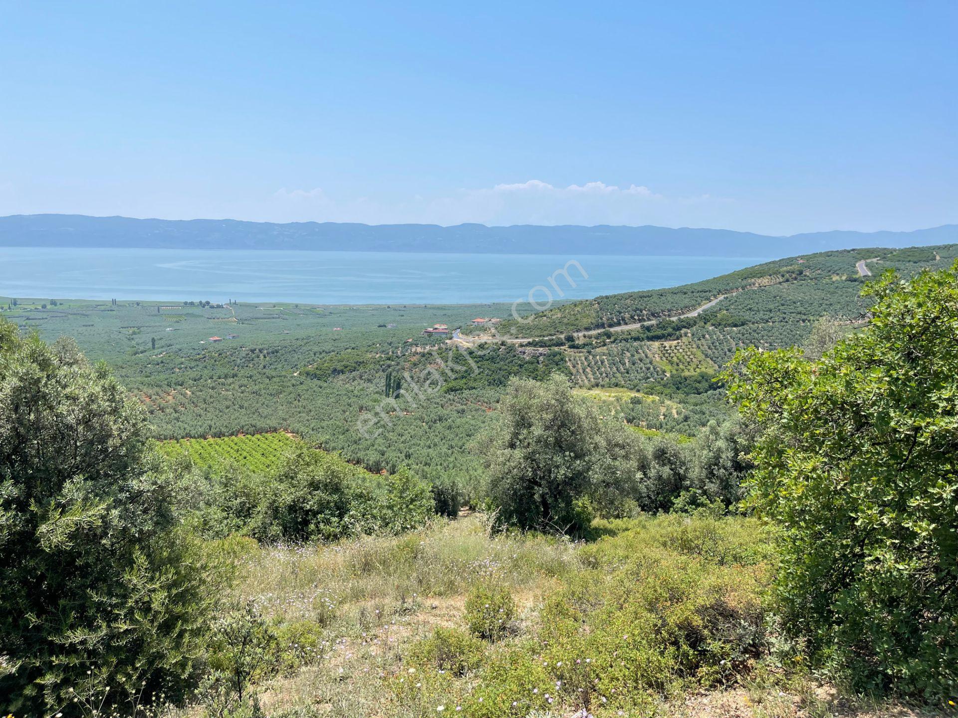 İznik Yürükler'de Panoramik Göl Manzaralı Satılık Zeytinlik — fotoğraf 13