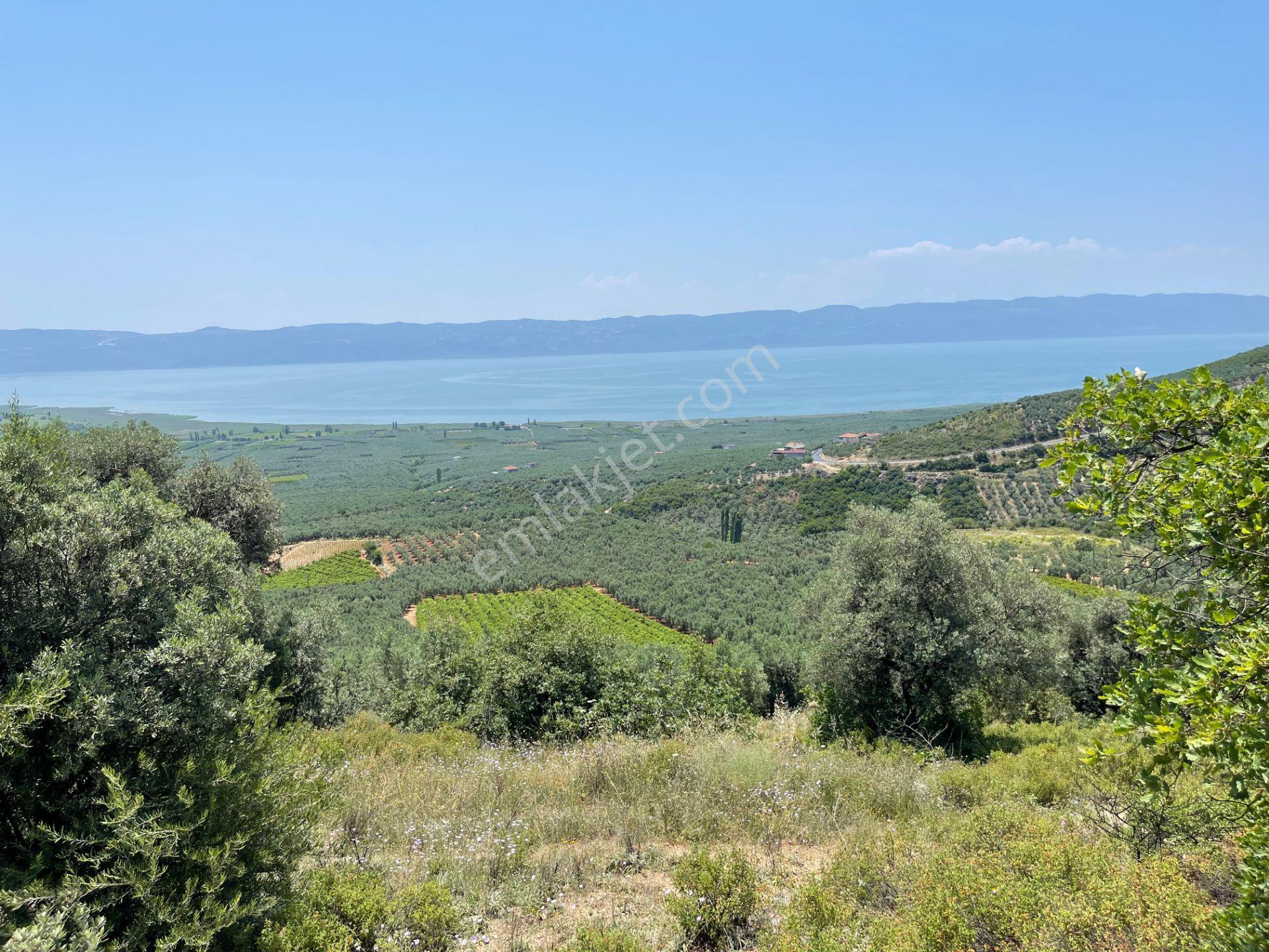 İznik Yürükler'de Panoramik Göl Manzaralı Satılık Zeytinlik — fotoğraf 14