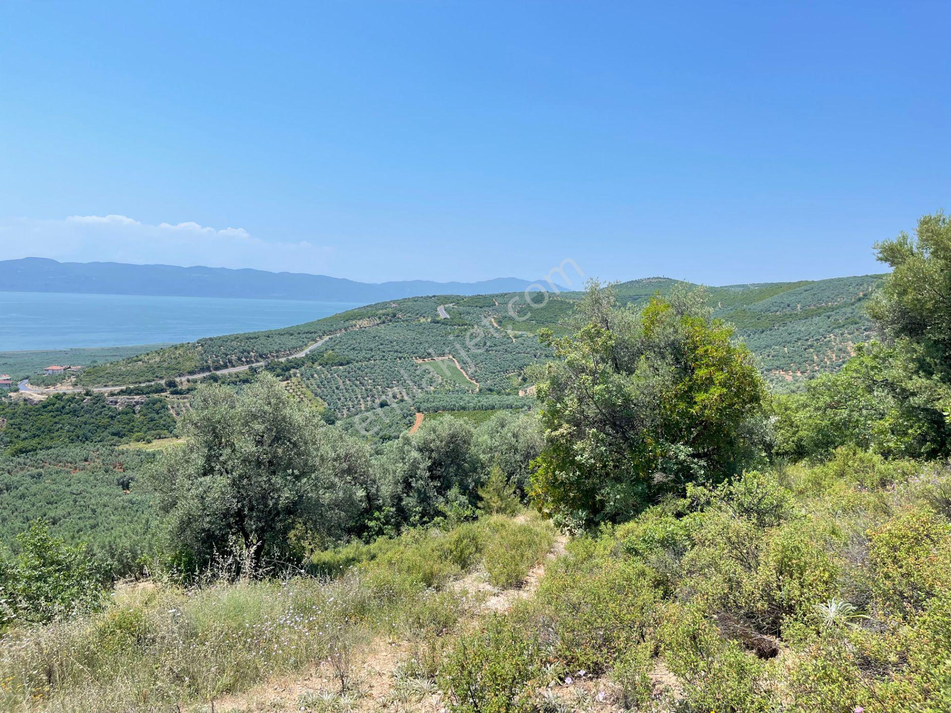 İznik Yürükler'de Panoramik Göl Manzaralı Satılık Zeytinlik — fotoğraf 15