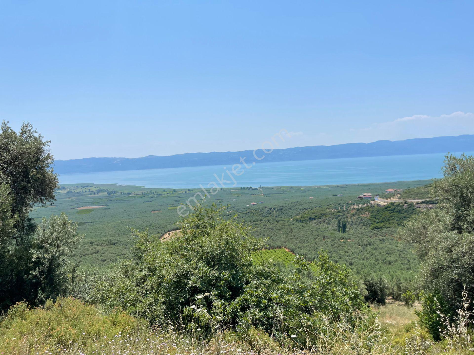 İznik Yürükler'de Panoramik Göl Manzaralı Satılık Zeytinlik — fotoğraf 16