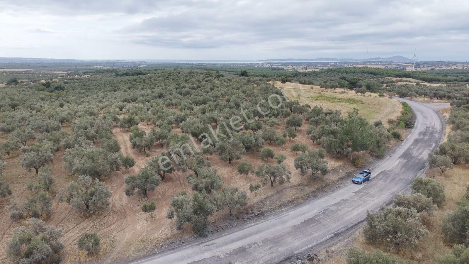 Çanakkale Ezine Üvecik Köyü'Nde Yola Sıfır 4.650 M2 Zeytinlik