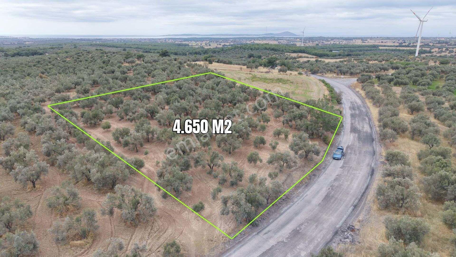 Çanakkale Ezine Üvecik Köyü'nde Yola Sıfır 4.650 M2 Zeytinlik — fotoğraf 2