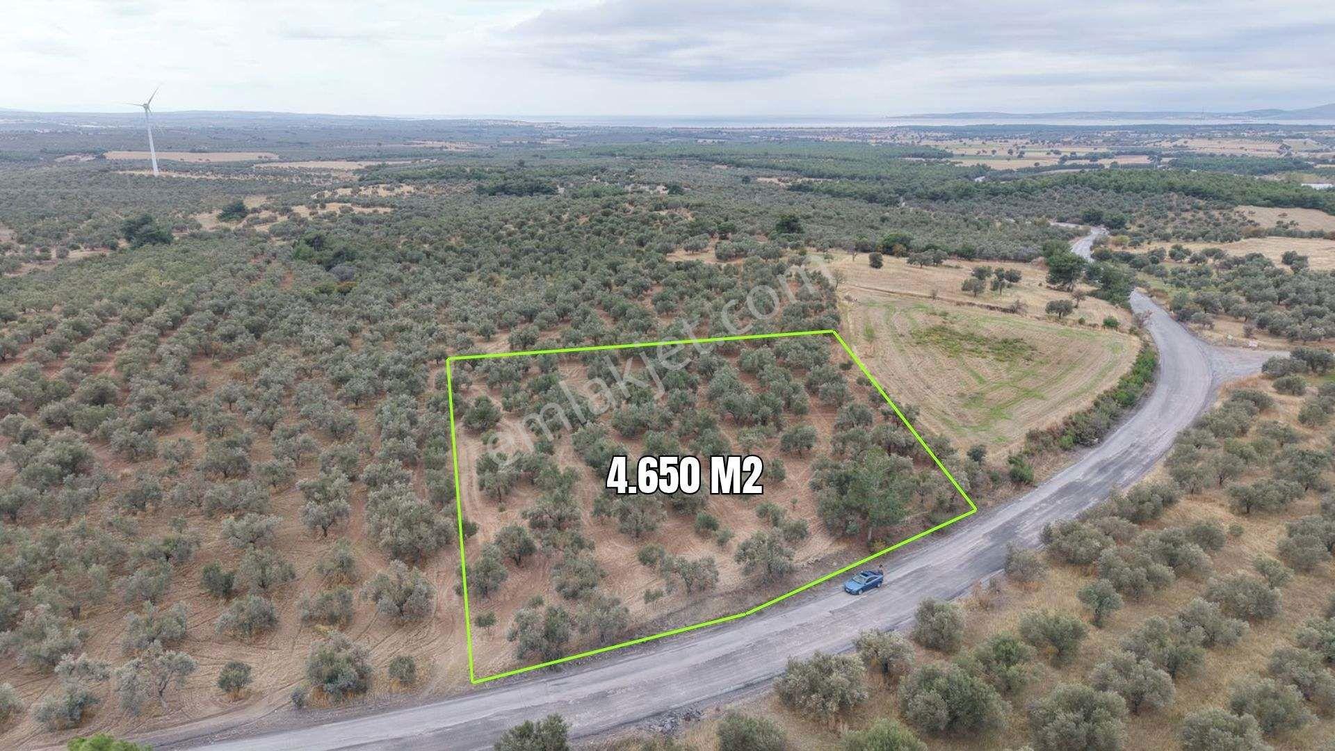 Çanakkale Ezine Üvecik Köyü'nde Yola Sıfır 4.650 M2 Zeytinlik — fotoğraf 3
