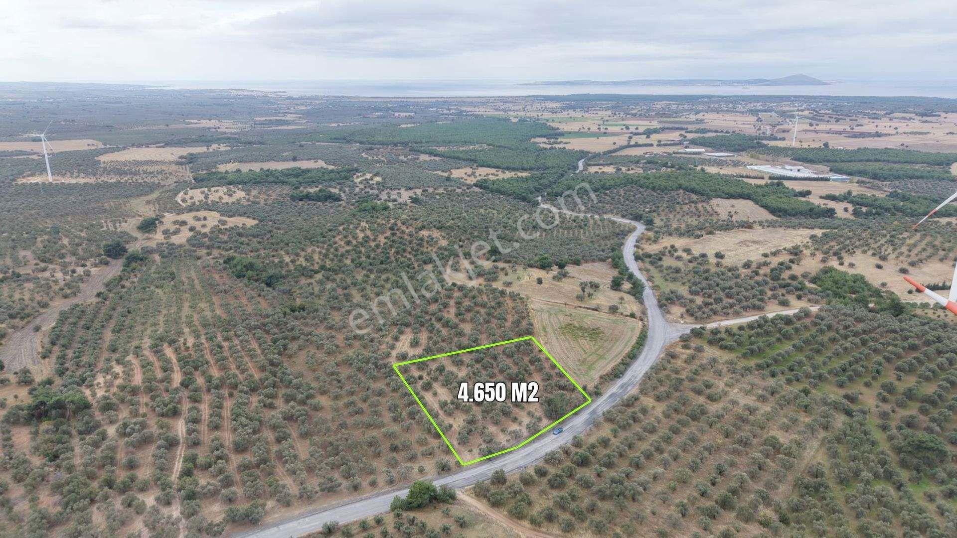 Çanakkale Ezine Üvecik Köyü'nde Yola Sıfır 4.650 M2 Zeytinlik — fotoğraf 4