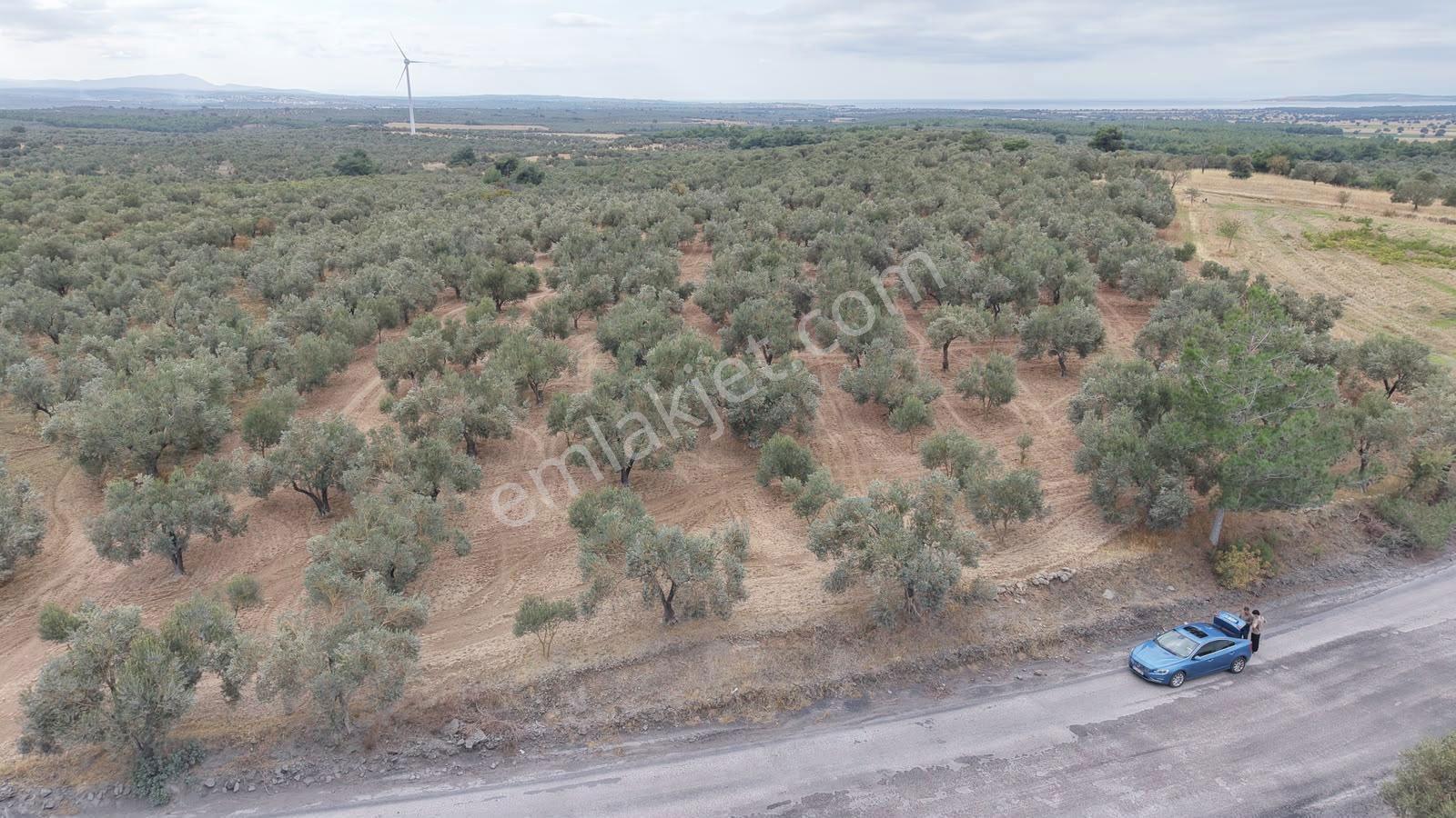 Çanakkale Ezine Üvecik Köyü'nde Yola Sıfır 4.650 M2 Zeytinlik — fotoğraf 5