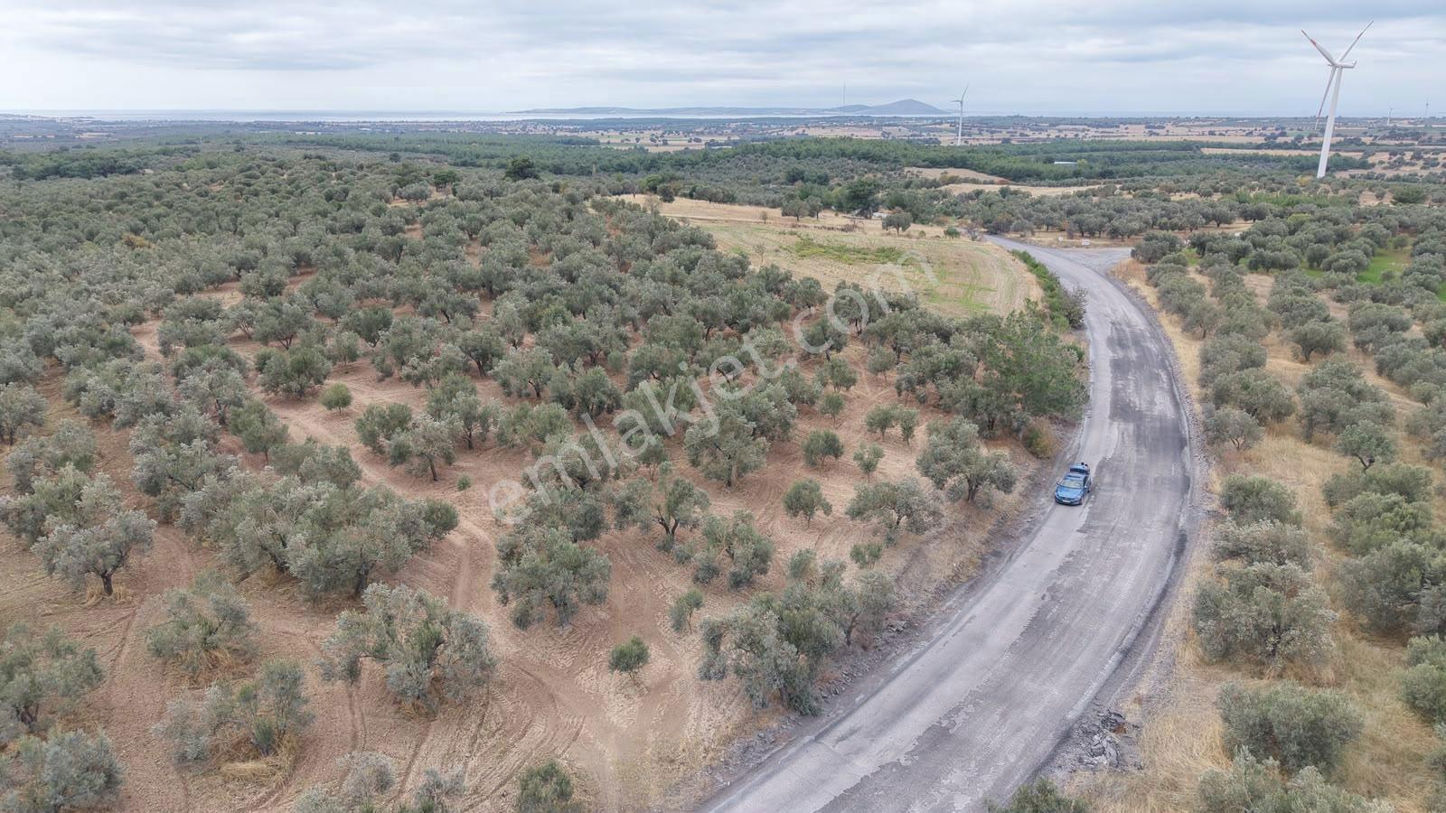 Çanakkale Ezine Üvecik Köyü'nde Yola Sıfır 4.650 M2 Zeytinlik — fotoğraf 6