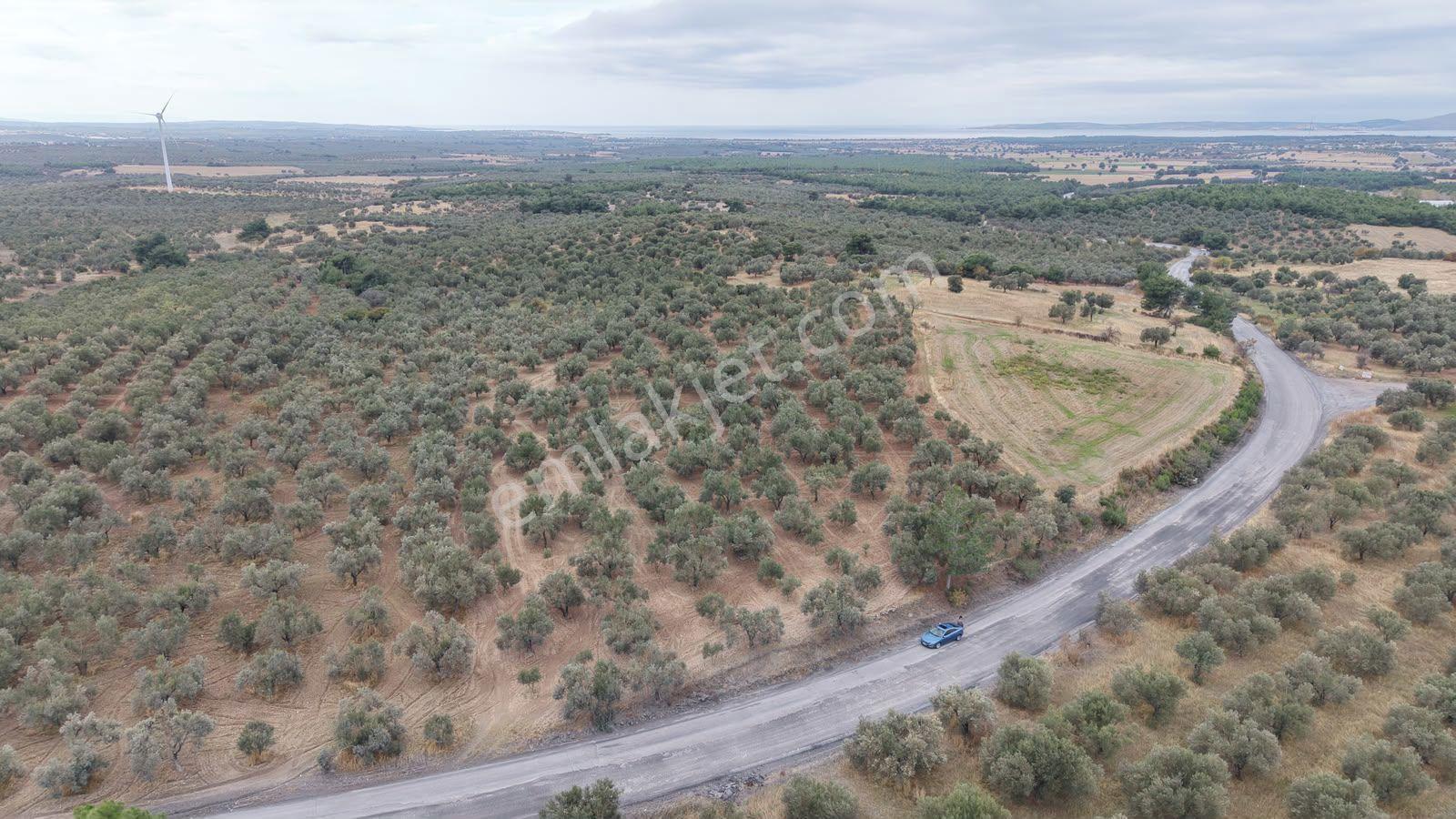 Çanakkale Ezine Üvecik Köyü'nde Yola Sıfır 4.650 M2 Zeytinlik — fotoğraf 7