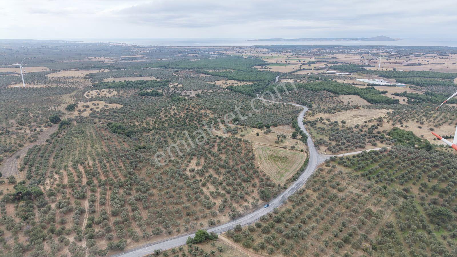Çanakkale Ezine Üvecik Köyü'nde Yola Sıfır 4.650 M2 Zeytinlik — fotoğraf 8