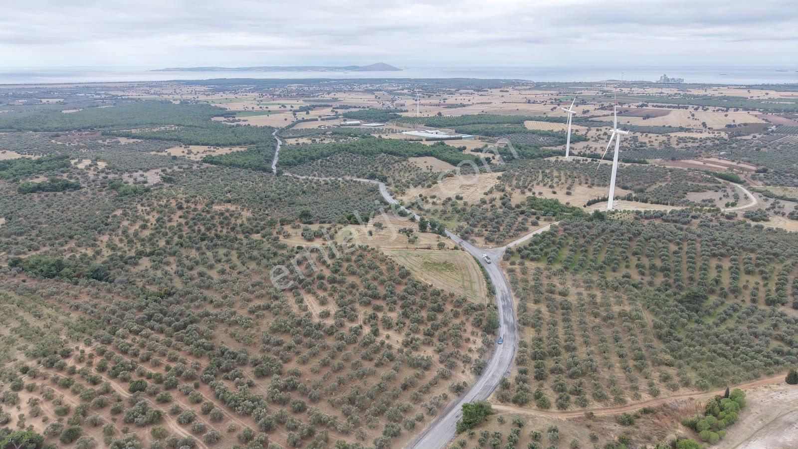 Çanakkale Ezine Üvecik Köyü'nde Yola Sıfır 4.650 M2 Zeytinlik — fotoğraf 9