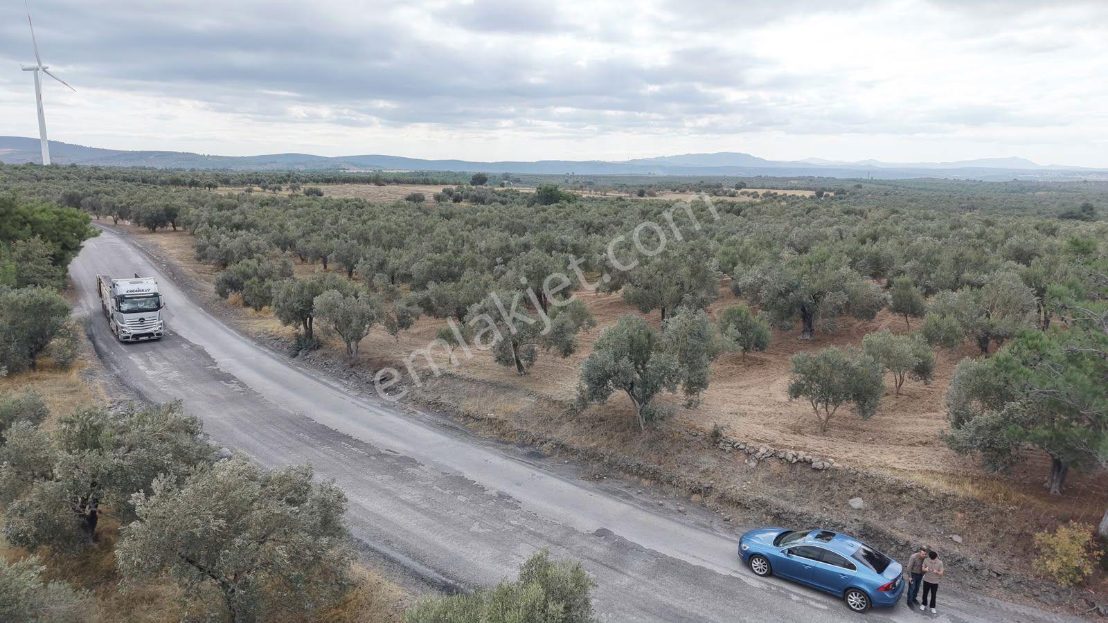 Çanakkale Ezine Üvecik Köyü'nde Yola Sıfır 4.650 M2 Zeytinlik — fotoğraf 10