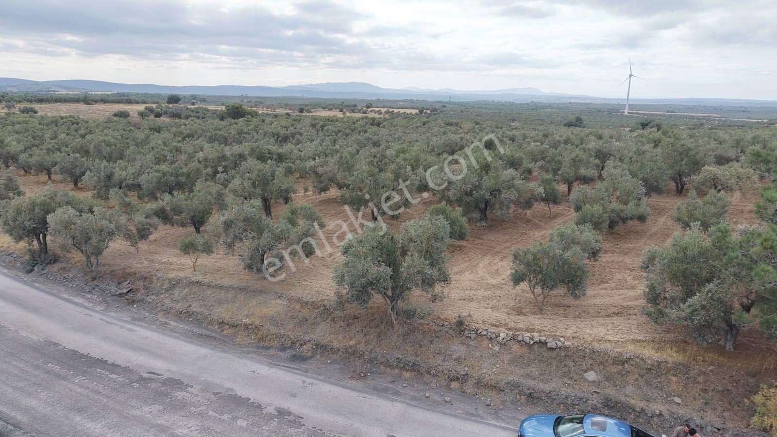 Çanakkale Ezine Üvecik Köyü'nde Yola Sıfır 4.650 M2 Zeytinlik — fotoğraf 11