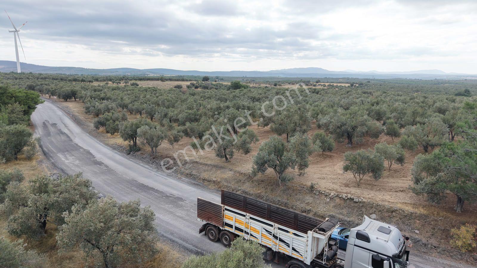 Çanakkale Ezine Üvecik Köyü'nde Yola Sıfır 4.650 M2 Zeytinlik — fotoğraf 12
