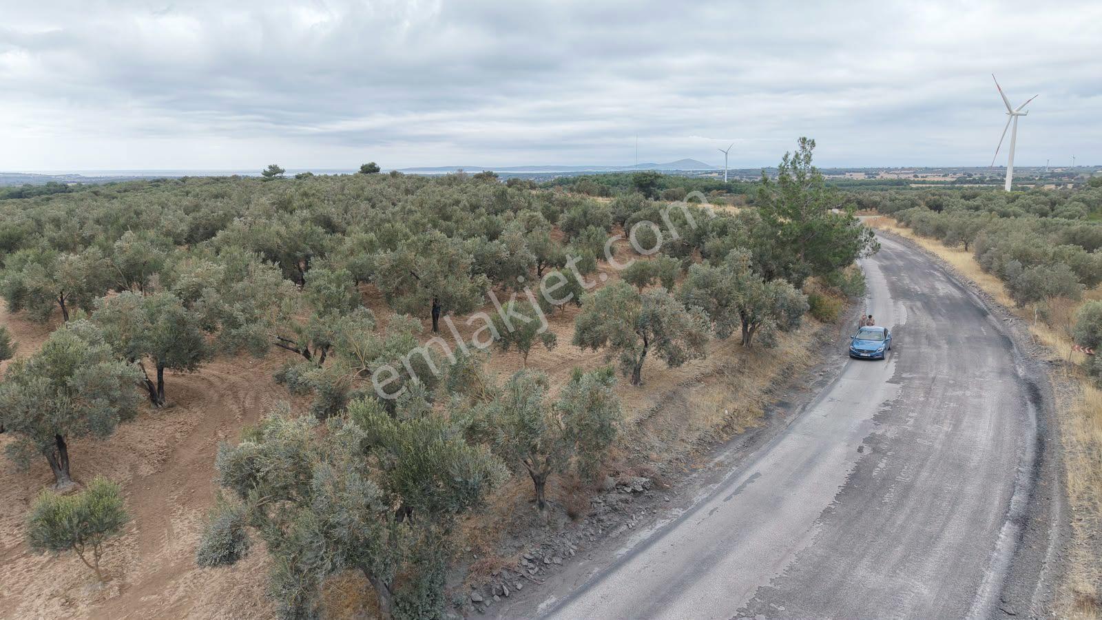Çanakkale Ezine Üvecik Köyü'nde Yola Sıfır 4.650 M2 Zeytinlik — fotoğraf 13