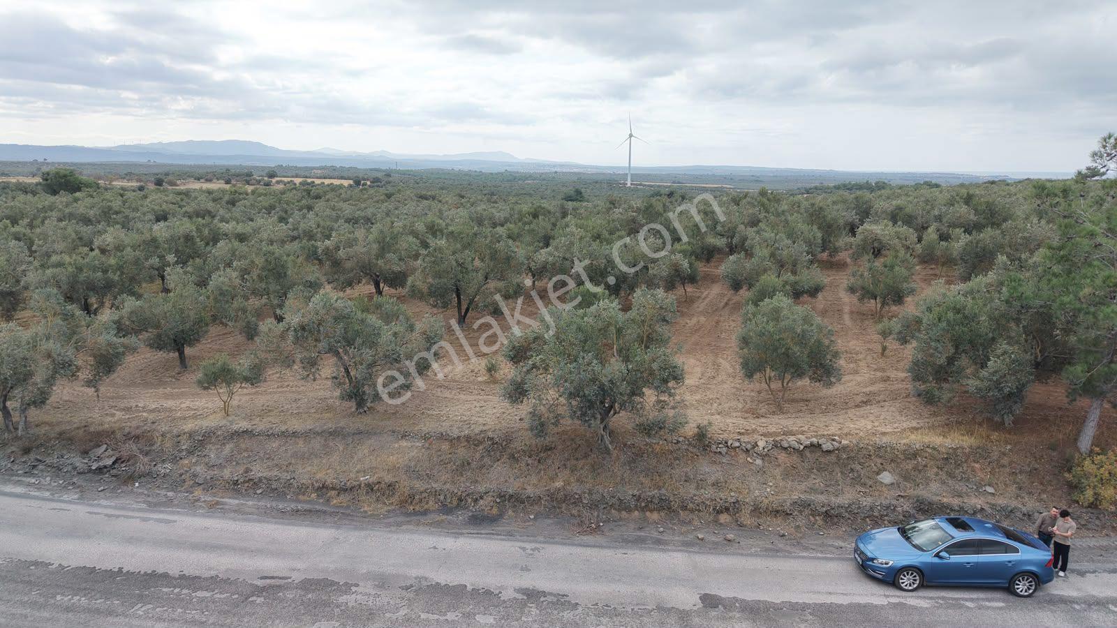 Çanakkale Ezine Üvecik Köyü'nde Yola Sıfır 4.650 M2 Zeytinlik — fotoğraf 14
