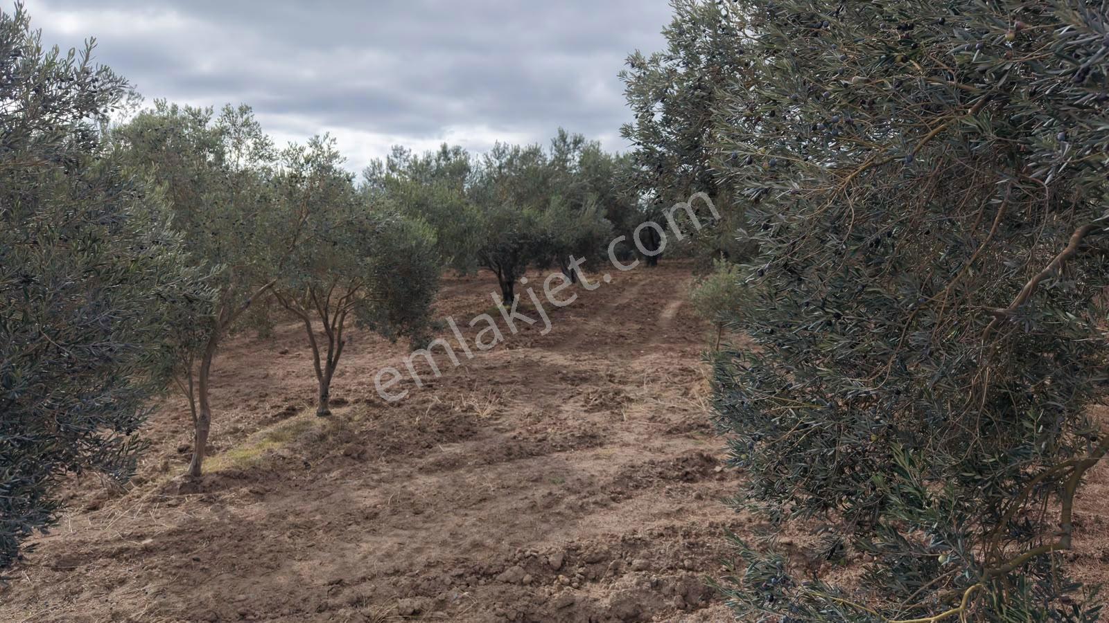 Çanakkale Ezine Üvecik Köyü'nde Yola Sıfır 4.650 M2 Zeytinlik — fotoğraf 16