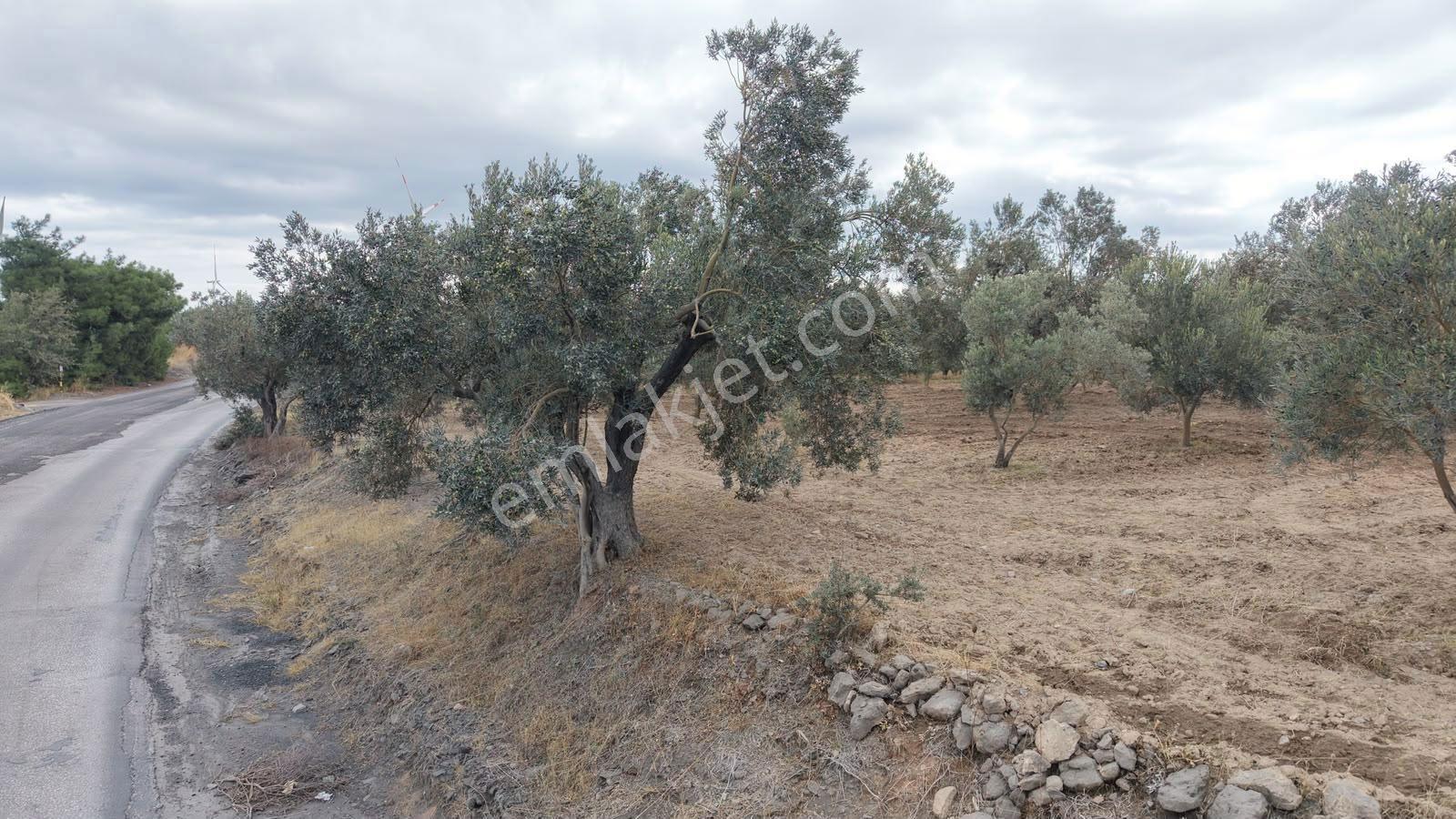 Çanakkale Ezine Üvecik Köyü'nde Yola Sıfır 4.650 M2 Zeytinlik — fotoğraf 17
