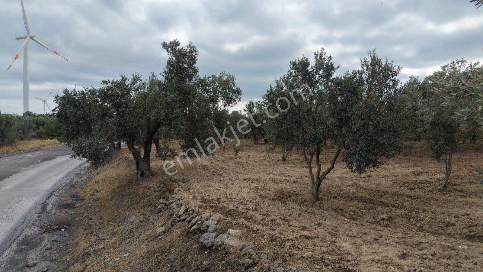 Çanakkale Ezine Üvecik Köyü'nde Yola Sıfır 4.650 M2 Zeytinlik — fotoğraf 18