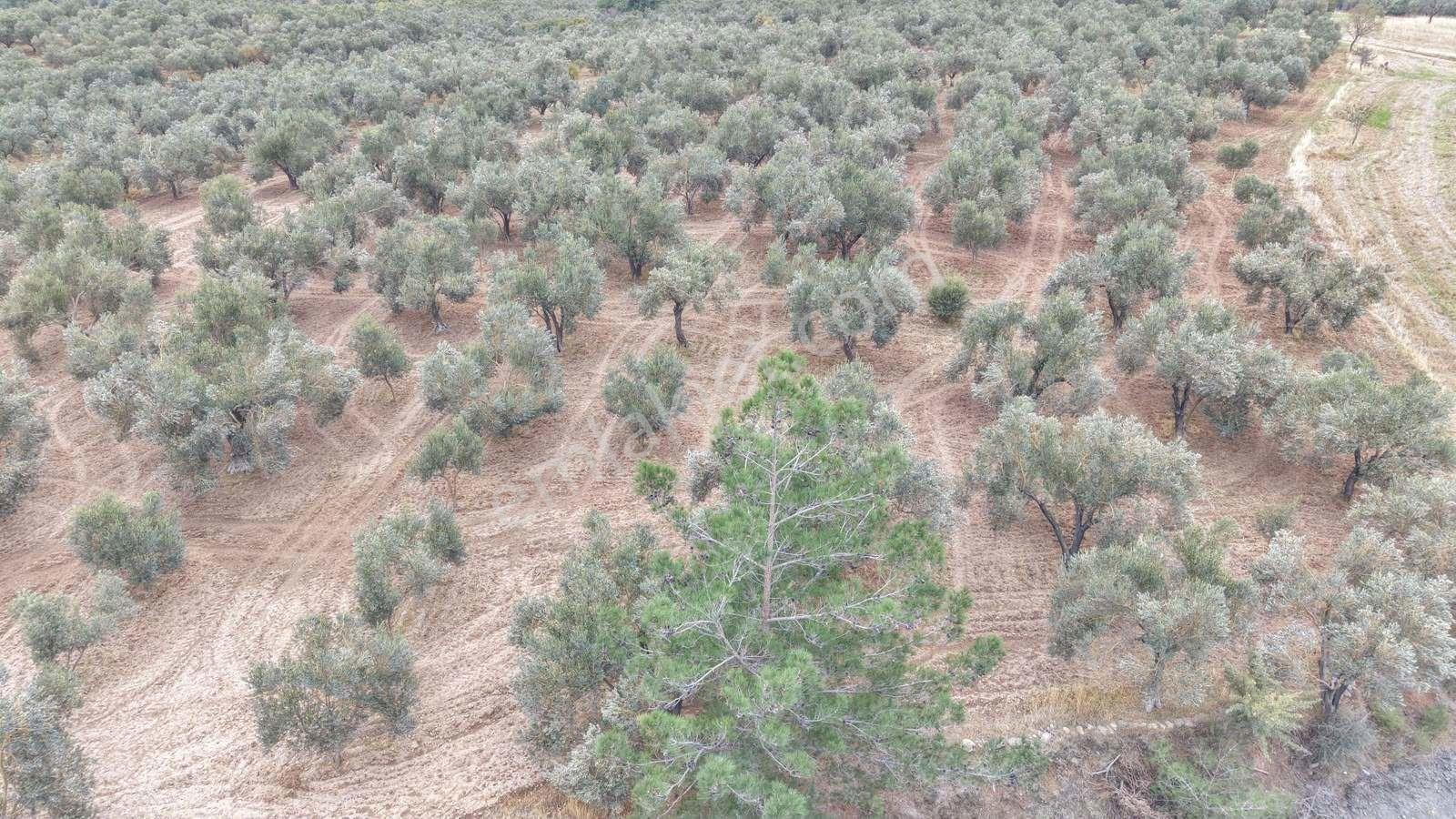 Çanakkale Ezine Üvecik Köyü'nde Yola Sıfır 4.650 M2 Zeytinlik — fotoğraf 21