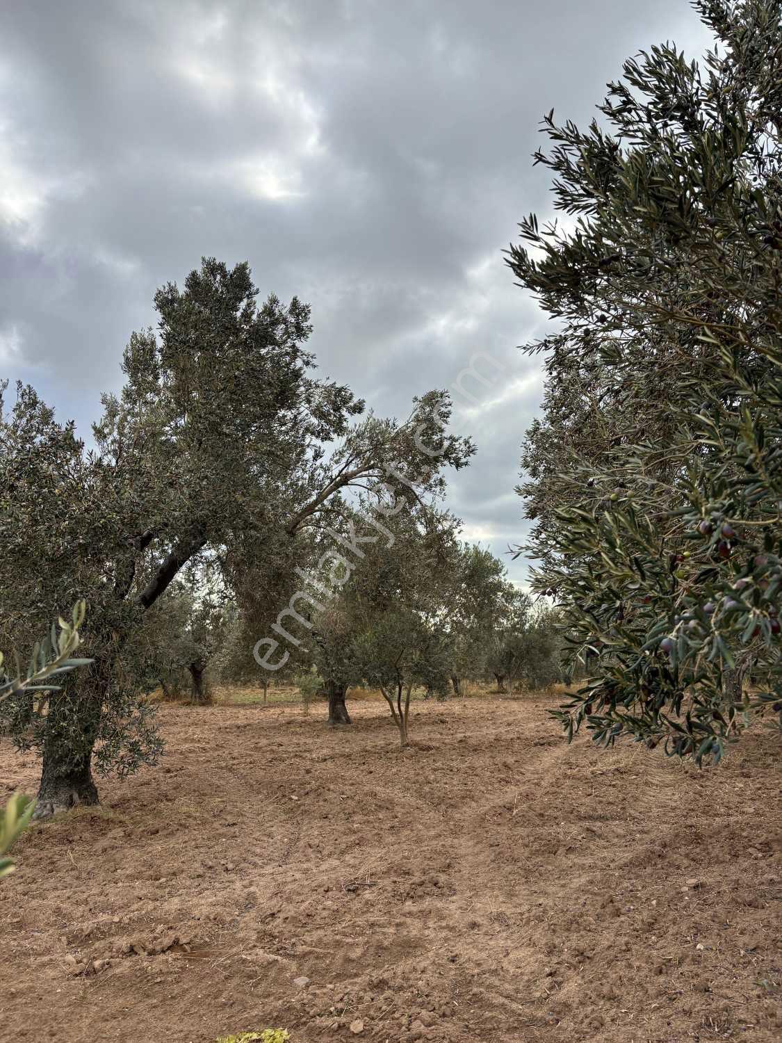 Çanakkale Ezine Üvecik Köyü'nde Yola Sıfır 4.650 M2 Zeytinlik — fotoğraf 23