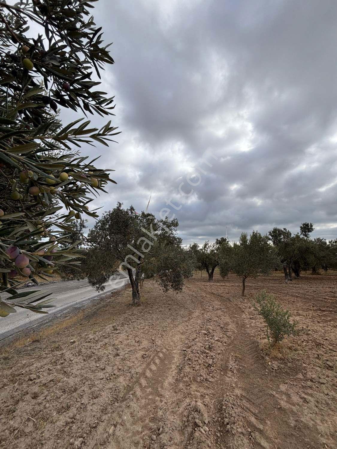 Çanakkale Ezine Üvecik Köyü'nde Yola Sıfır 4.650 M2 Zeytinlik — fotoğraf 24