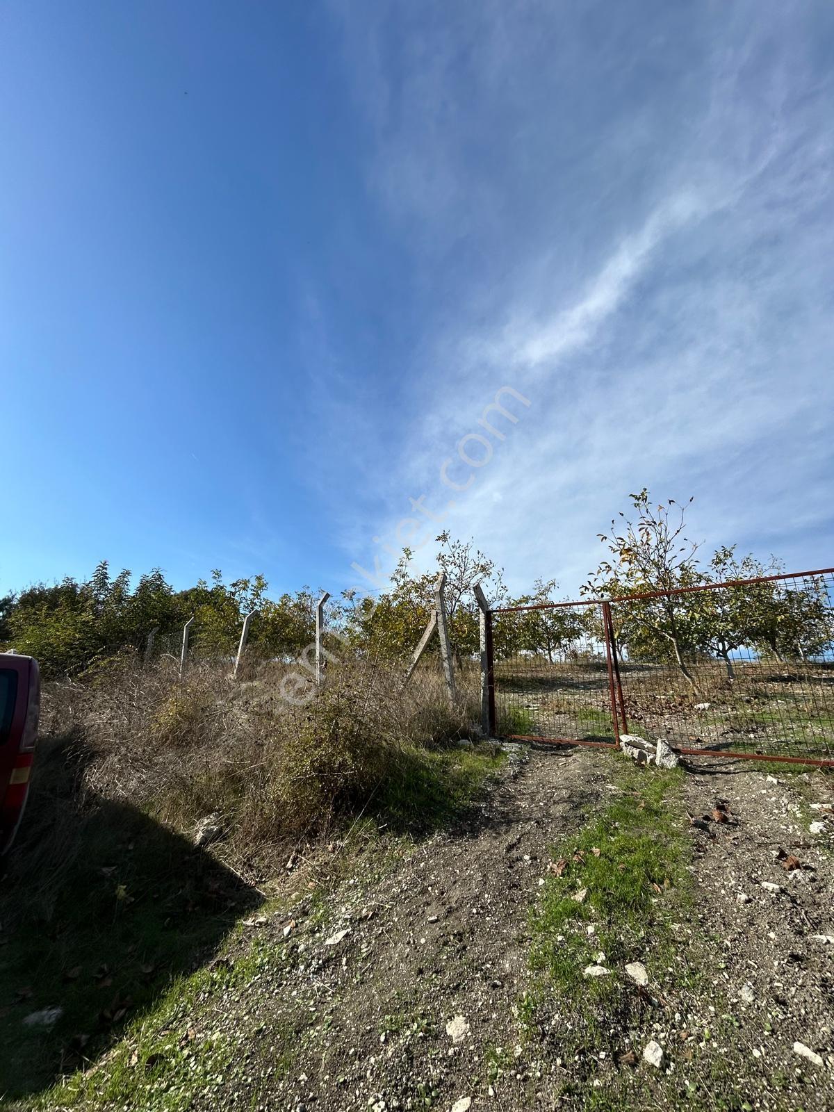 Satılık Verimli Ceviz Bahçesi Yatırımlık Fırsat — fotoğraf 11