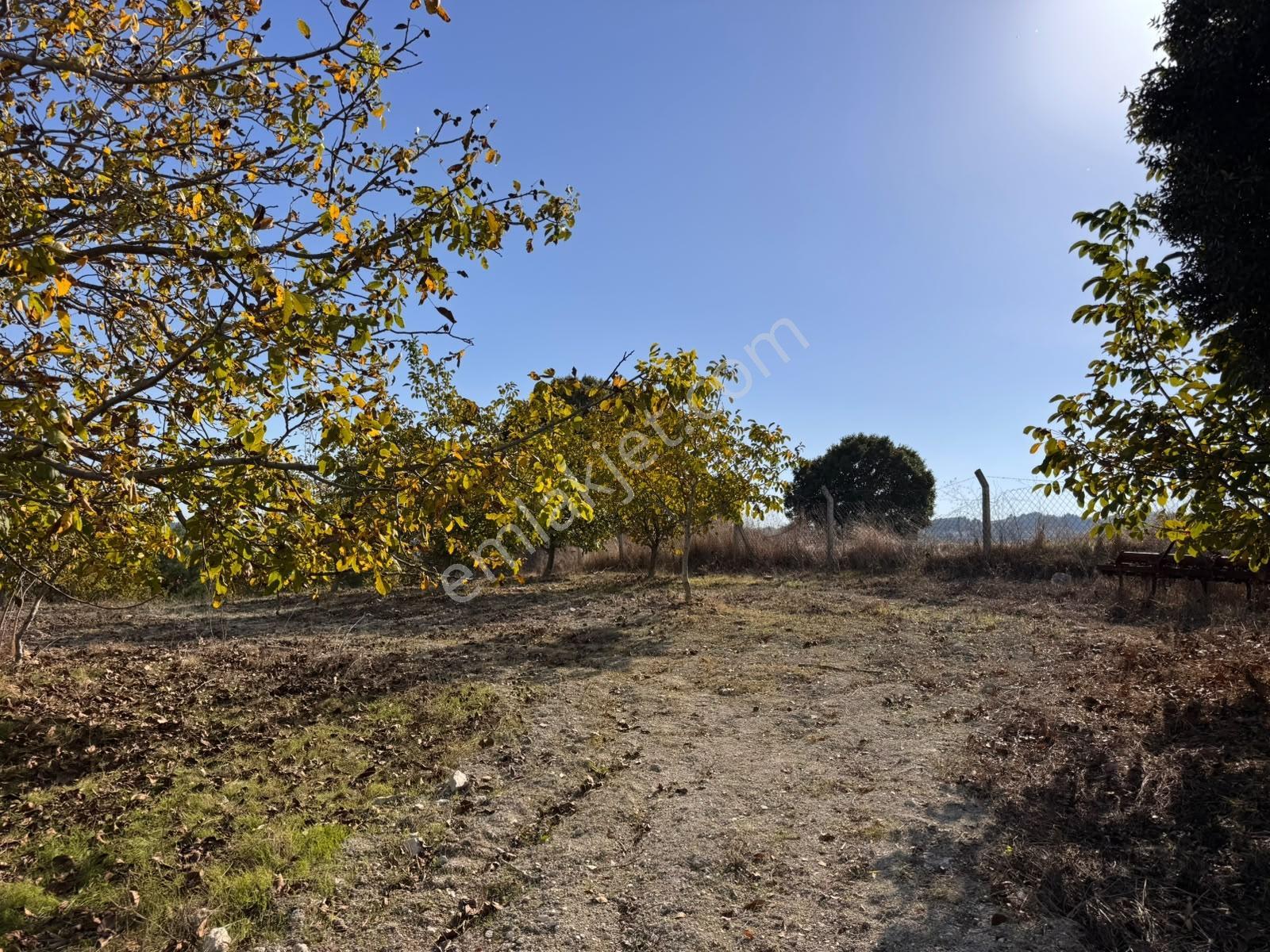 Satılık Verimli Ceviz Bahçesi Yatırımlık Fırsat — fotoğraf 18