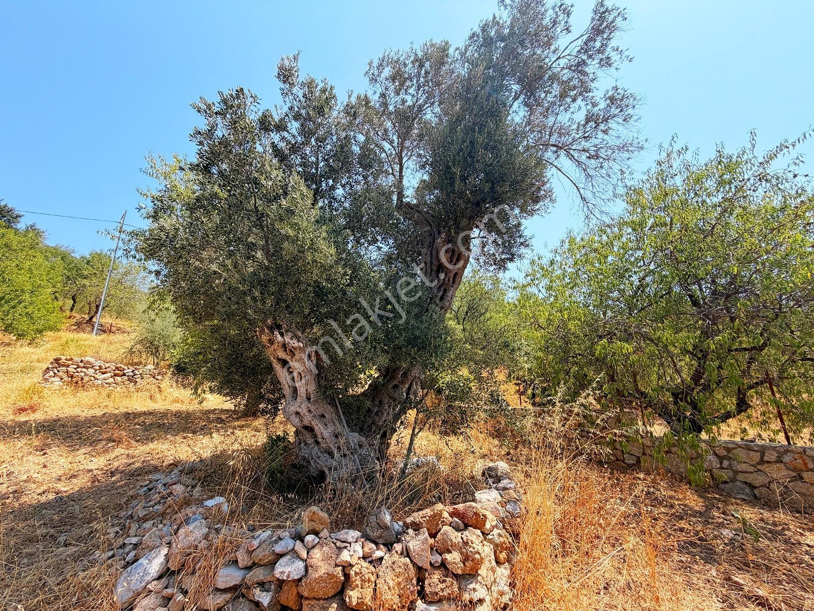 Datça Satılık İmarlı Arsa 864 M² 20/40 İmarlı Cumalı'da — fotoğraf 6