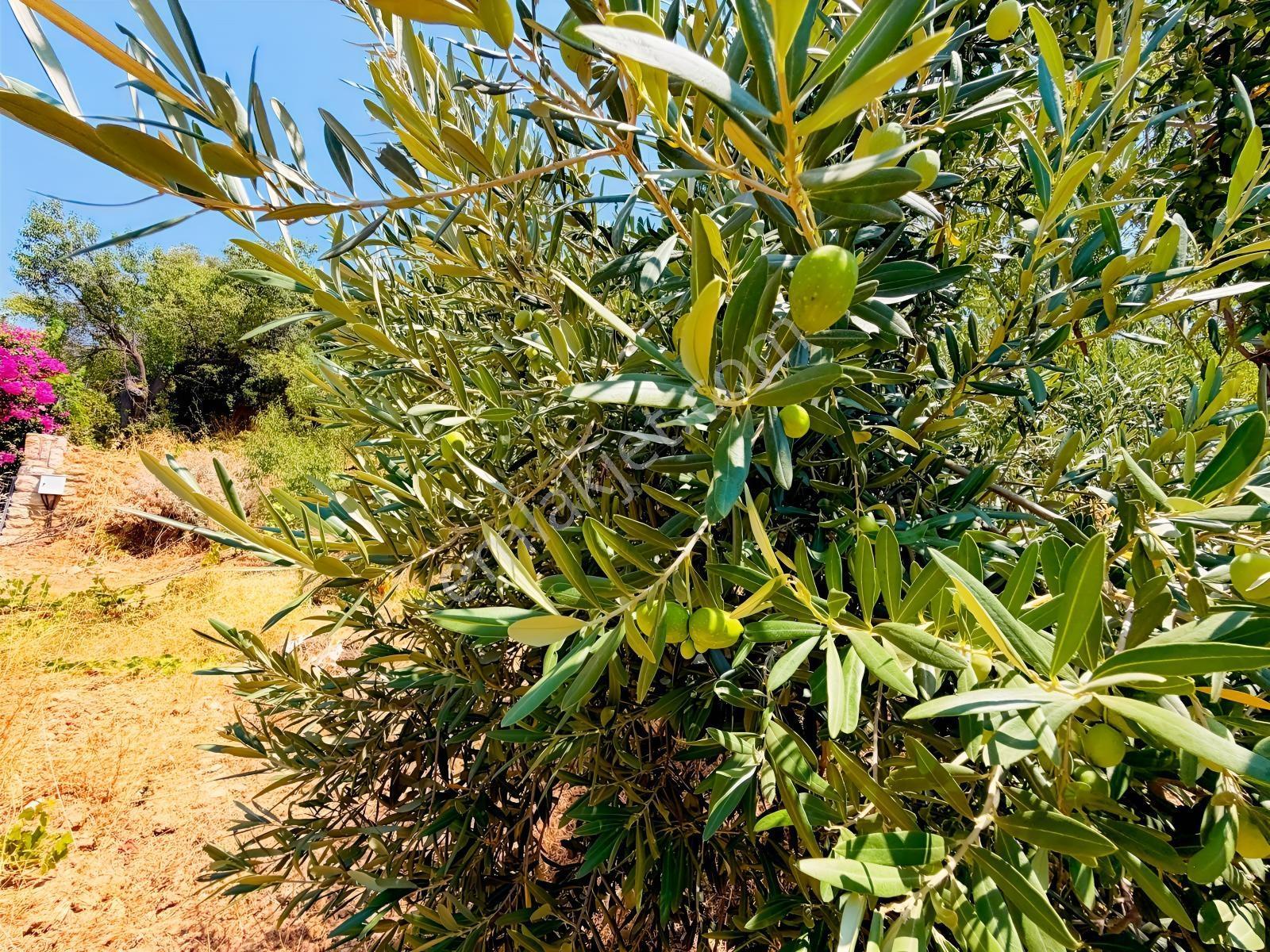 Datça Satılık İmarlı Arsa 864 M² 20/40 İmarlı Cumalı'da — fotoğraf 7