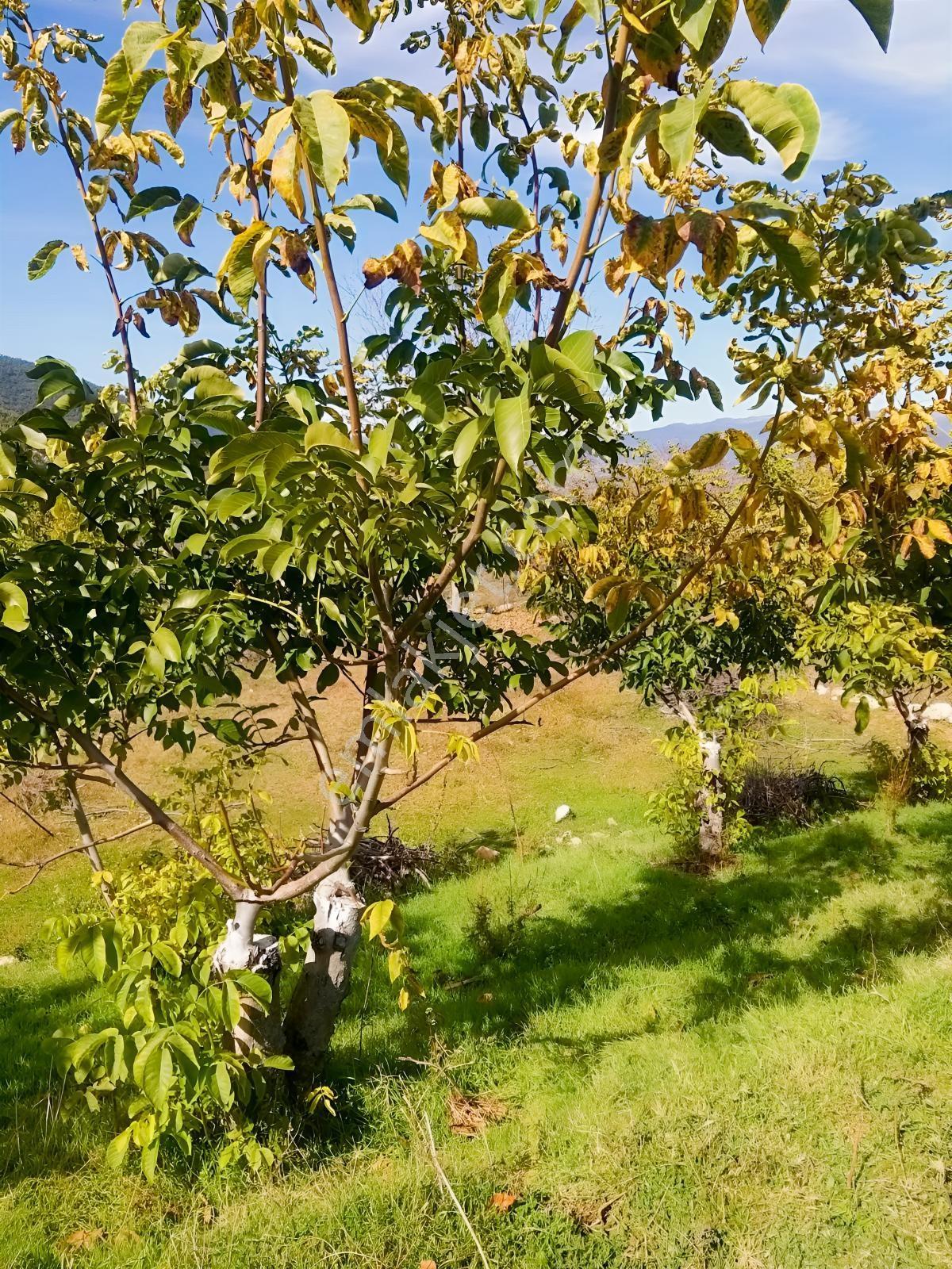 Y. Ceylan 2112 M2 Köy Yerleşik Alan İçi 250m2 İnşaat Hakkı Var — fotoğraf 7