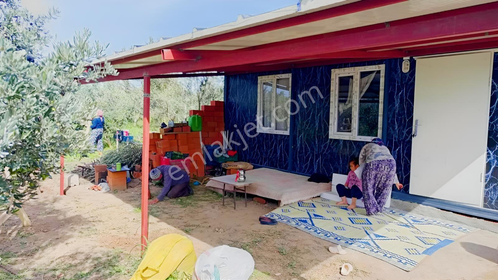 Burhaniye Kızıklı 22.049 M² 358 Zeytin Ağaçlı 4 Müstakil Tapulu — fotoğraf 3