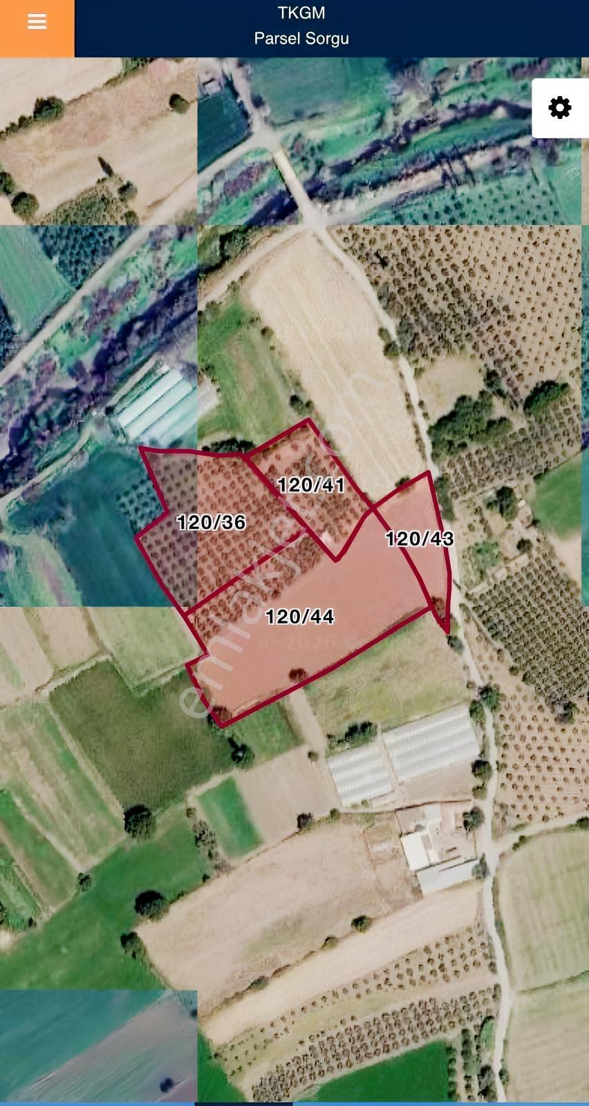 Burhaniye Kızıklı 22.049 M² 358 Zeytin Ağaçlı 4 Müstakil Tapulu — fotoğraf 8