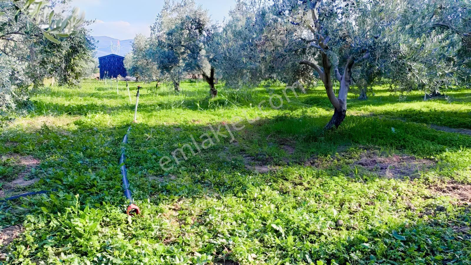 Burhaniye Kızıklı 22.049 M² 358 Zeytin Ağaçlı 4 Müstakil Tapulu — fotoğraf 9
