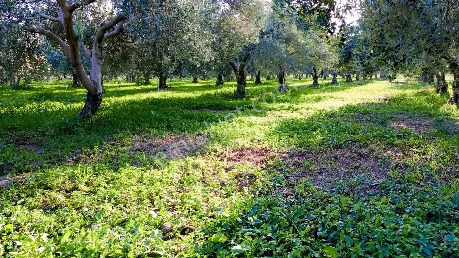 Burhaniye Kızıklı 22.049 M² 358 Zeytin Ağaçlı 4 Müstakil Tapulu — fotoğraf 10