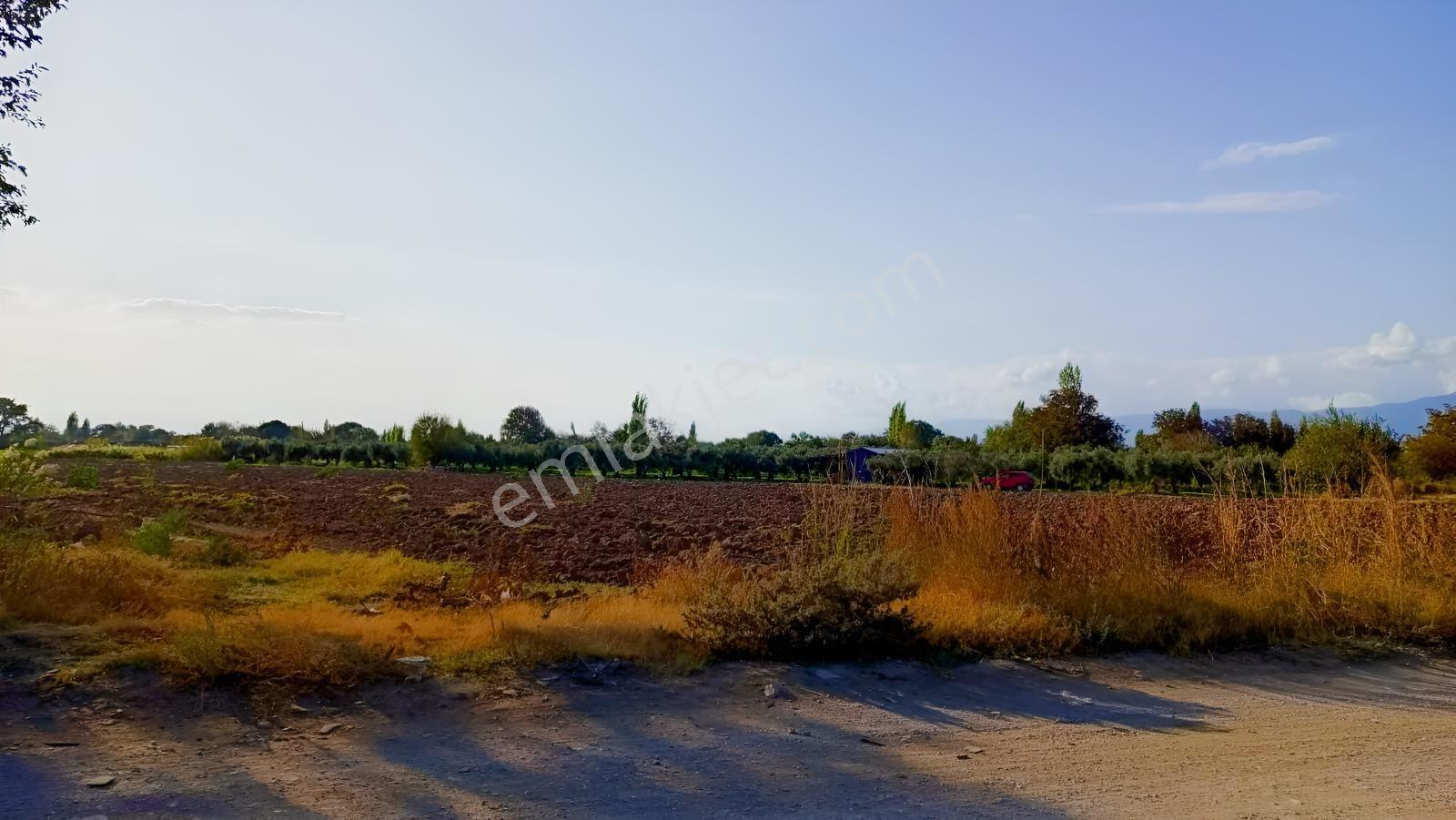 Burhaniye Kızıklı 22.049 M² 358 Zeytin Ağaçlı 4 Müstakil Tapulu — fotoğraf 12