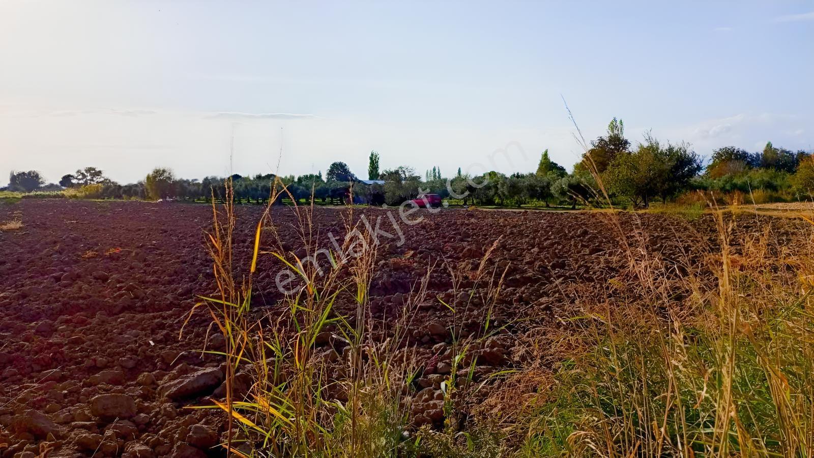 Burhaniye Kızıklı 22.049 M² 358 Zeytin Ağaçlı 4 Müstakil Tapulu — fotoğraf 13