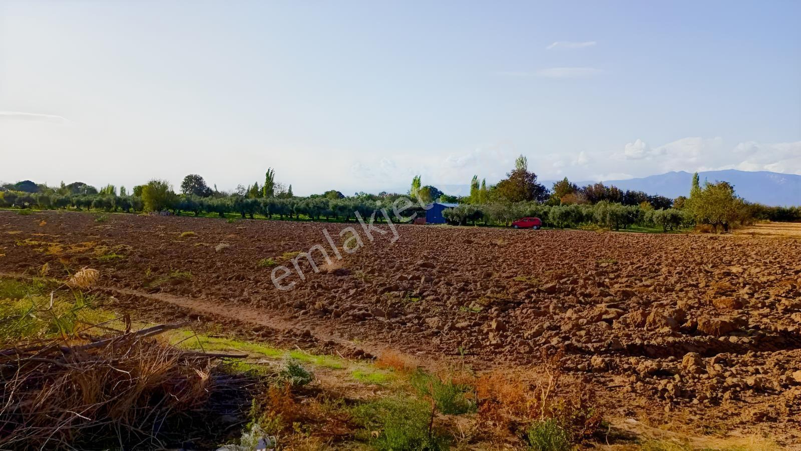 Burhaniye Kızıklı 22.049 M² 358 Zeytin Ağaçlı 4 Müstakil Tapulu — fotoğraf 17