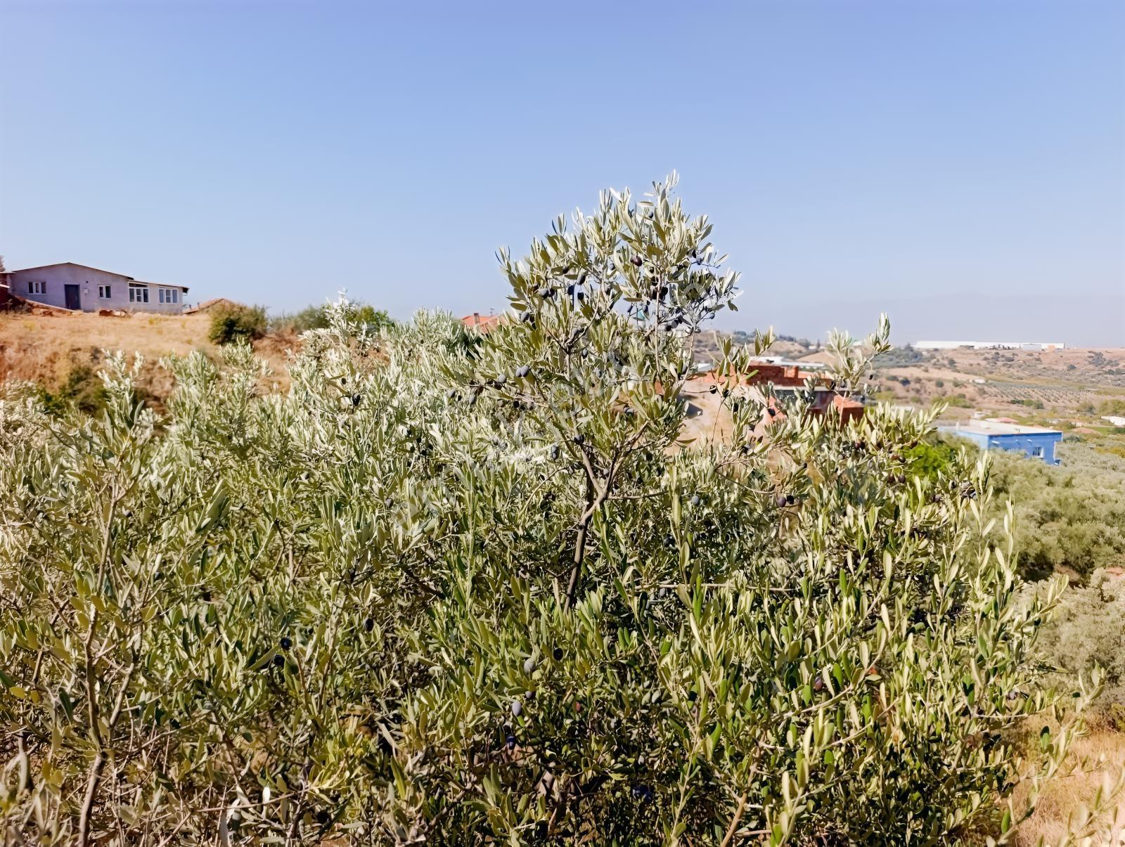 211 Turgutlu Çepnıbektaşta 4317 M² Köye Yürüme Mesafesınde — fotoğraf 5