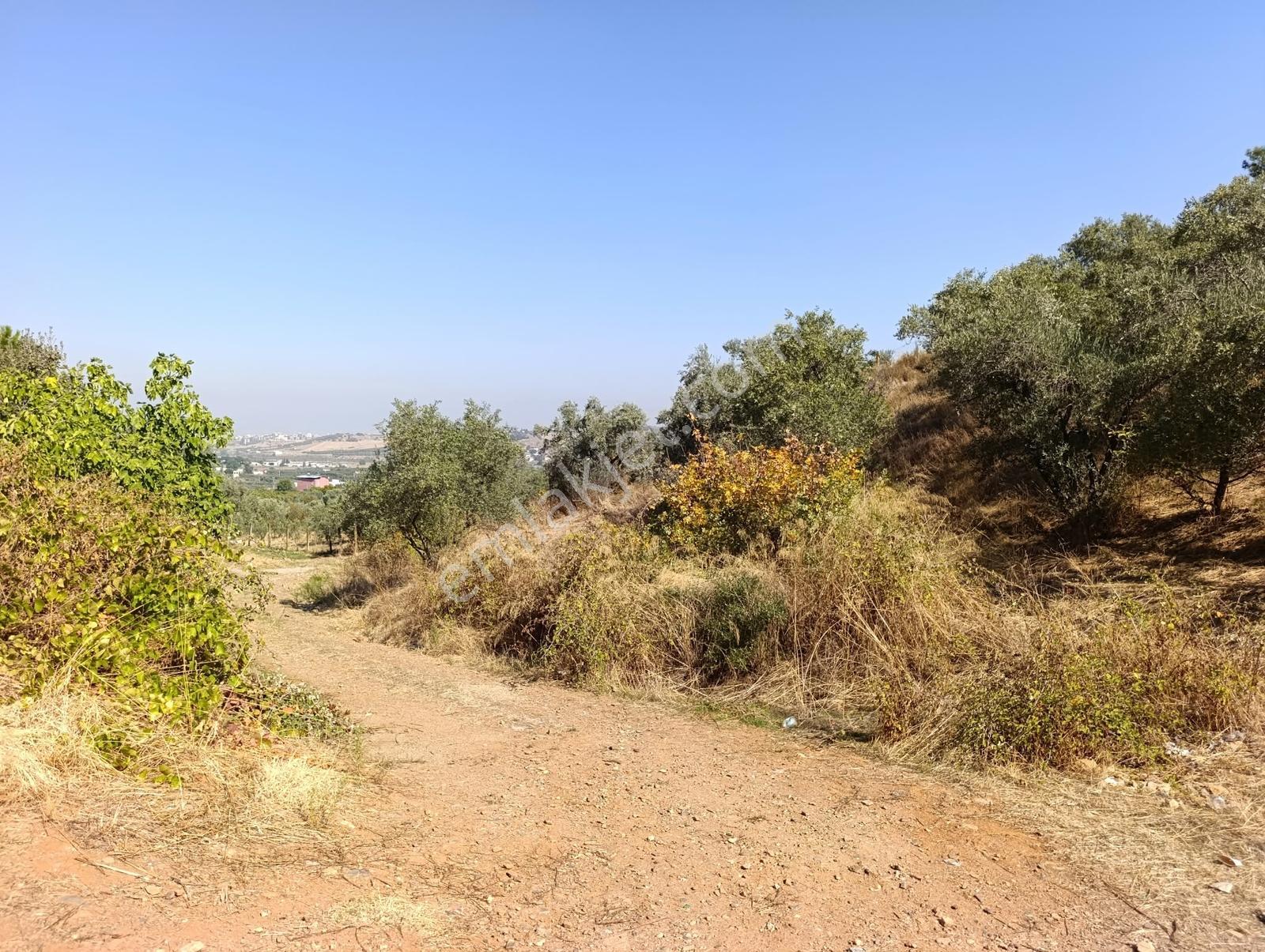 211 Turgutlu Çepnıbektaşta 4317 M² Köye Yürüme Mesafesınde — fotoğraf 7