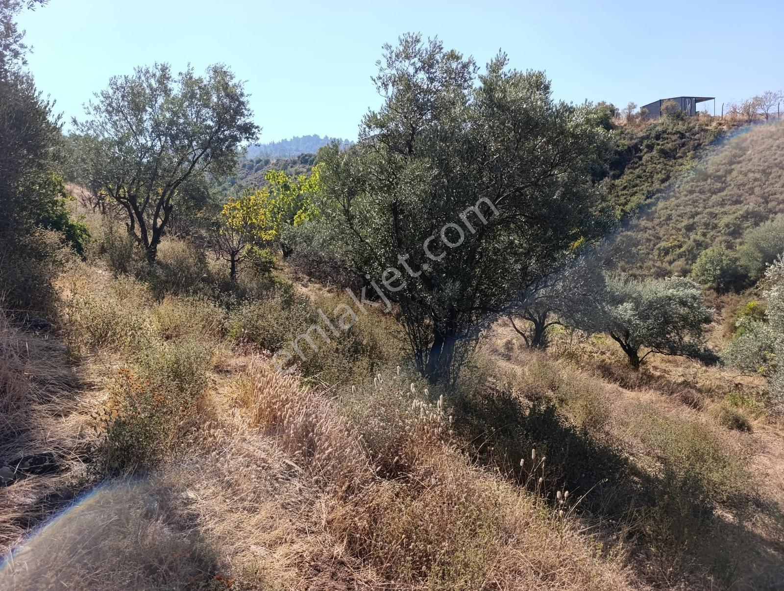 211 Turgutlu Çepnıbektaşta 4317 M² Köye Yürüme Mesafesınde — fotoğraf 9