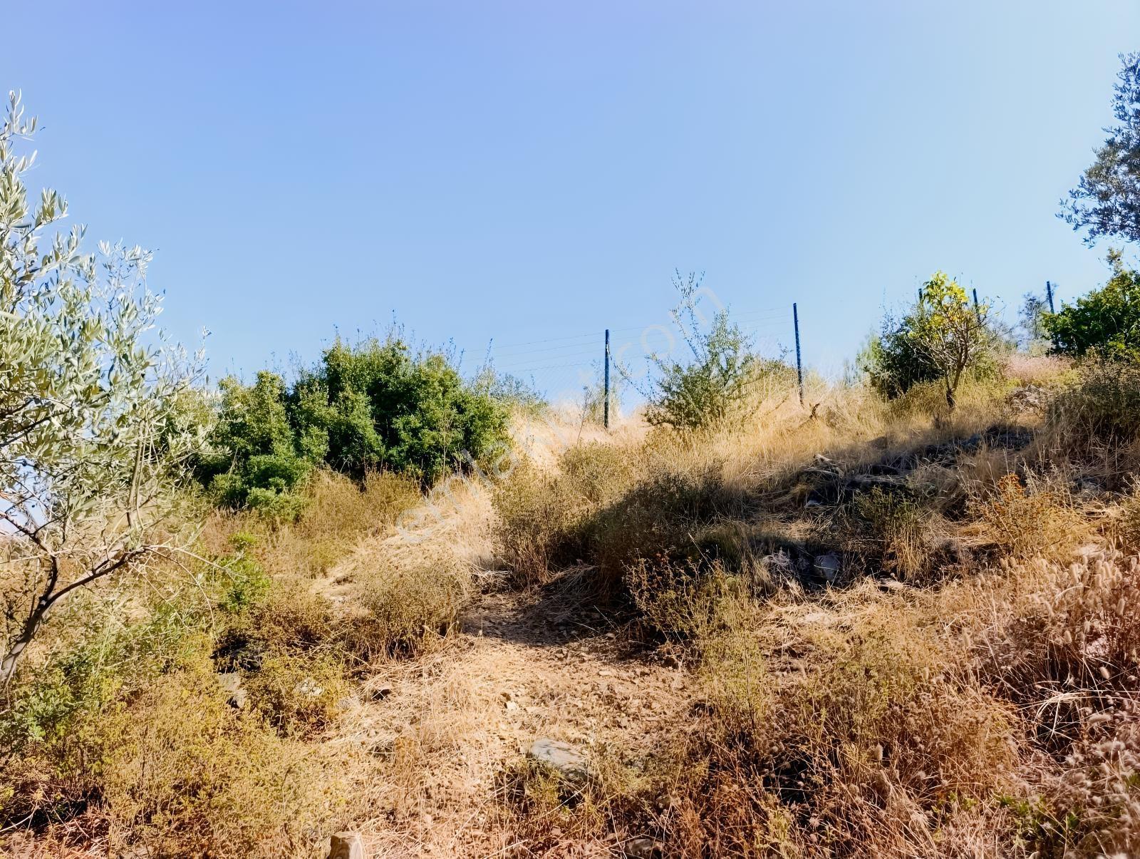 211 Turgutlu Çepnıbektaşta 4317 M² Köye Yürüme Mesafesınde — fotoğraf 12