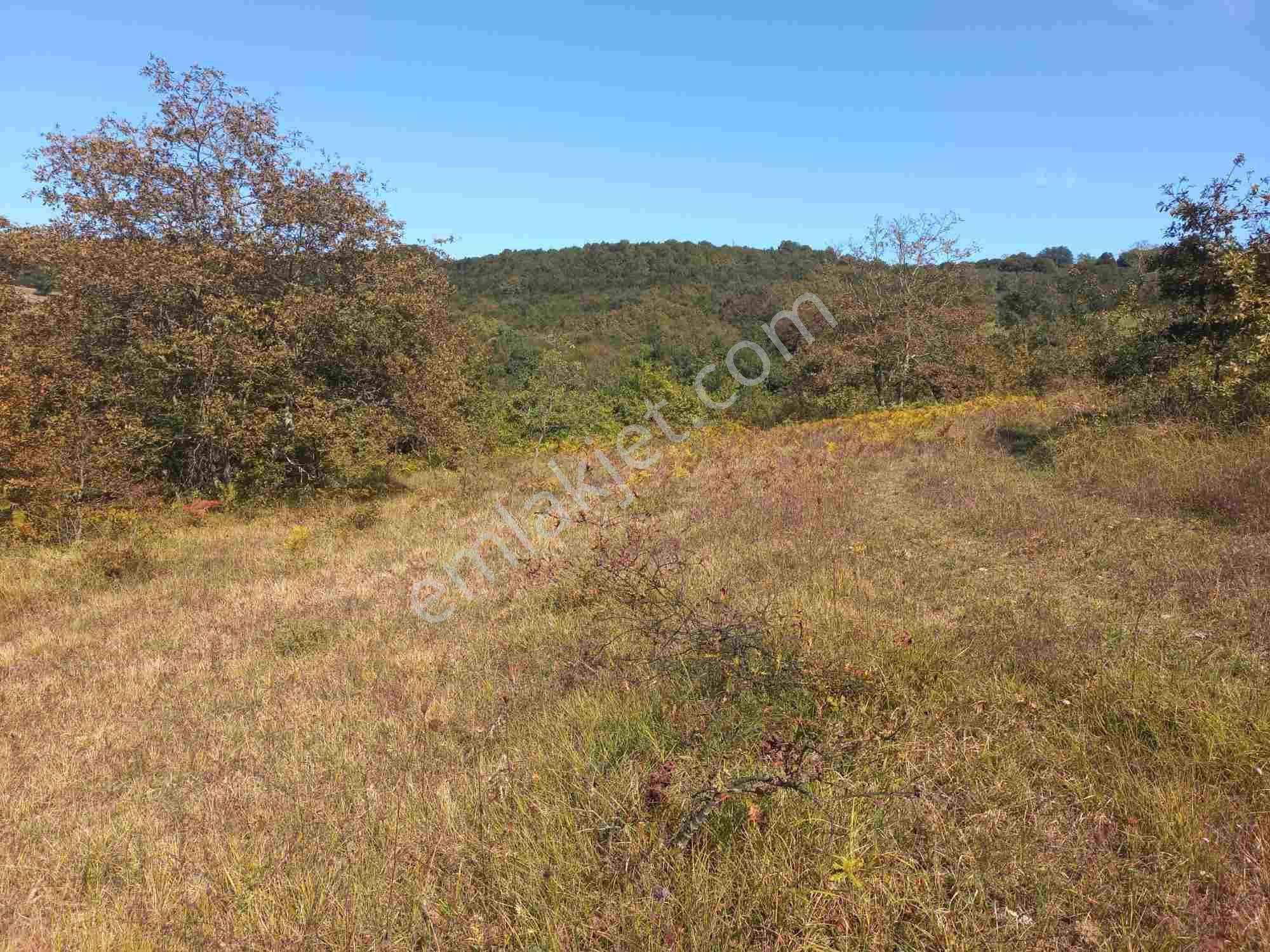 Kocaeli Kandıra Dalca Köyü Satılık 7.062 M2 Müstakil Tapulu — fotoğraf 4