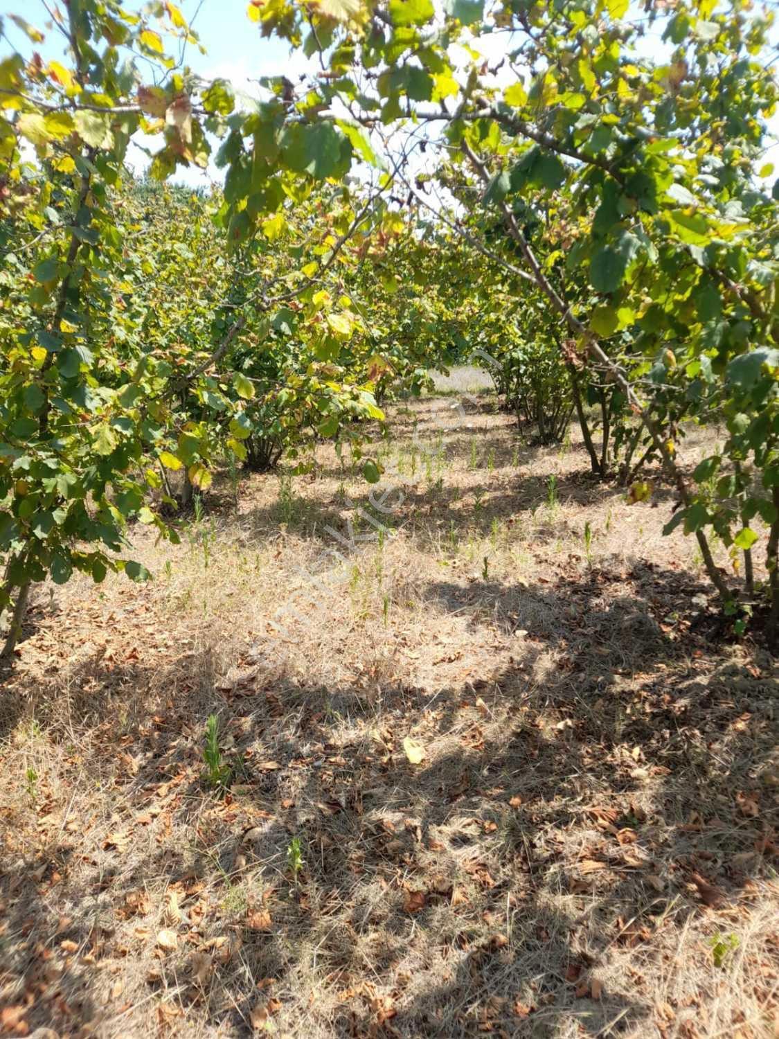 Kocaeli Kandıra Dalca Köyü Satılık 7.062 M2 Müstakil Tapulu — fotoğraf 16