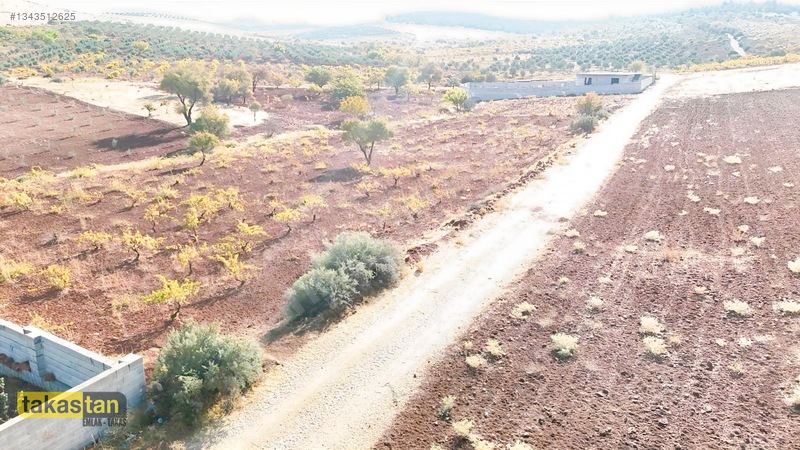 Suboğazı Sınırı Tek Tapu Resmi Yola Cepheli Ful Üzüm Bağı Fırsat — fotoğraf 5