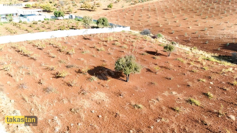 Suboğazı Sınırı Tek Tapu Resmi Yola Cepheli Ful Üzüm Bağı Fırsat — fotoğraf 7
