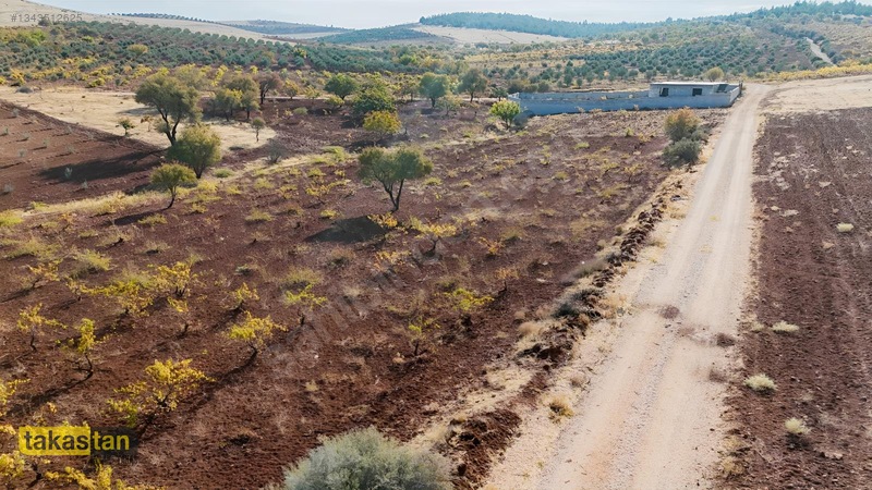 Suboğazı Sınırı Tek Tapu Resmi Yola Cepheli Ful Üzüm Bağı Fırsat — fotoğraf 26