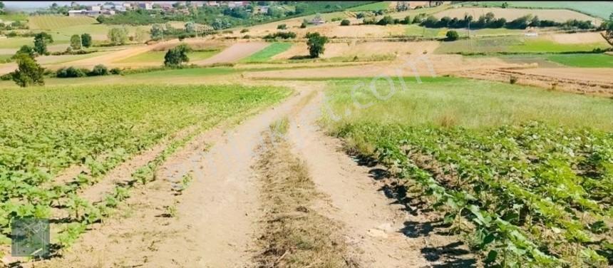 Kaynarca Kızılcaali Satılık Tarla — fotoğraf 6