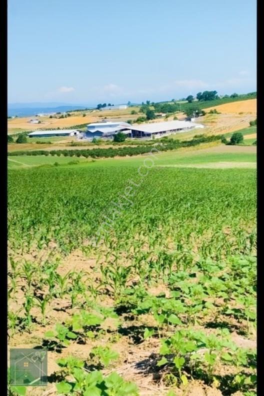 Kaynarca Kızılcaali Satılık Tarla — fotoğraf 7